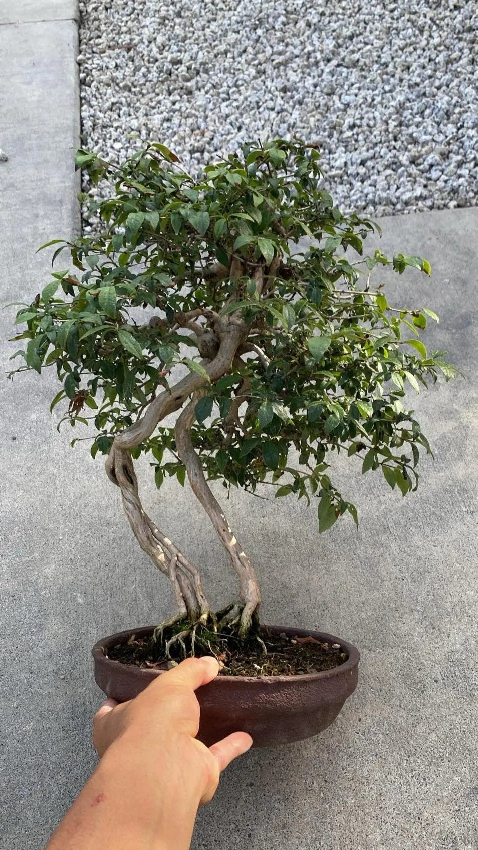 Lonicera gracilipes Canada Bonsai