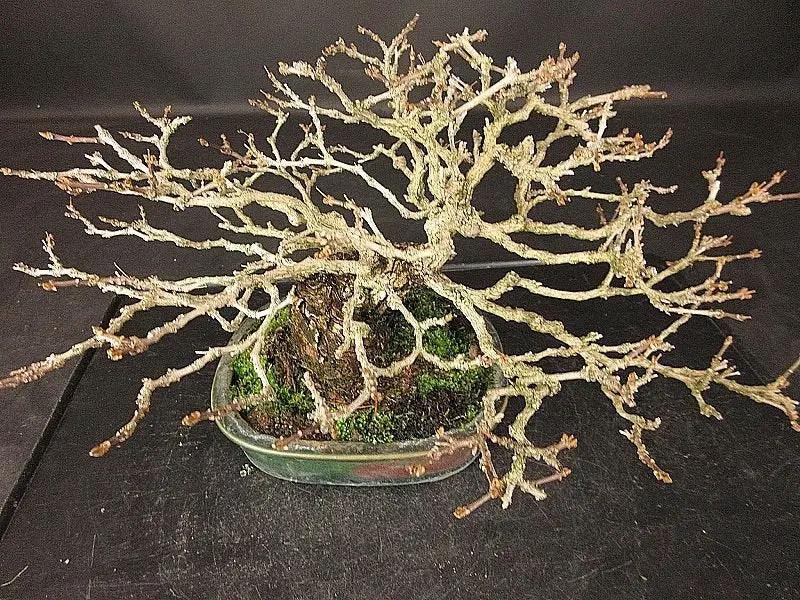 Premna japonica #2 Canada Bonsai