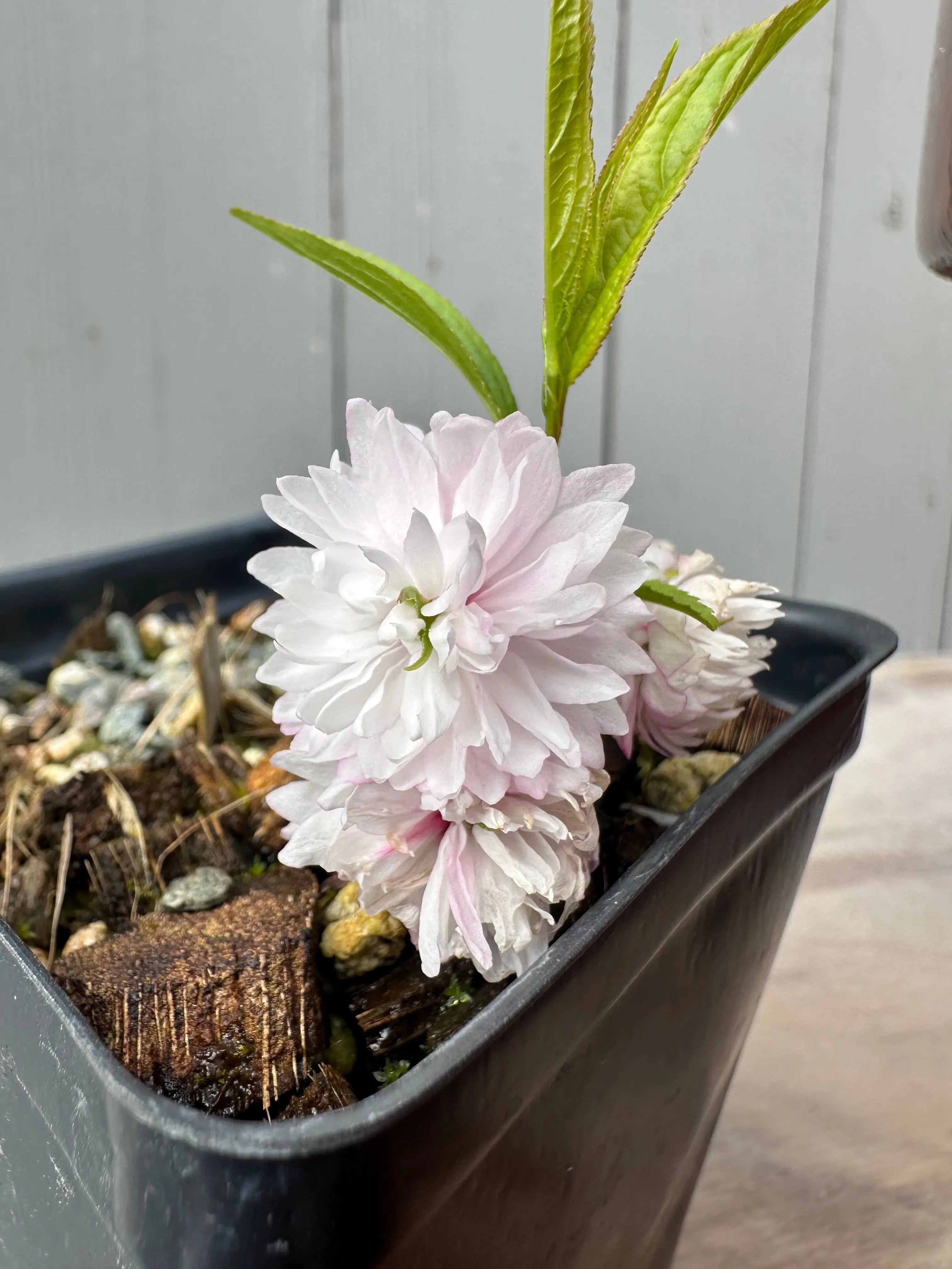 Prunus glandulosa Canada Bonsai