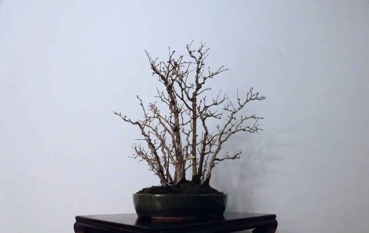 Punica granatum Canada Bonsai
