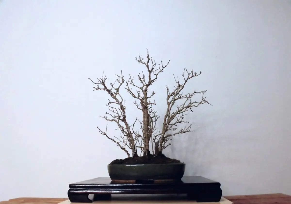 Punica granatum Canada Bonsai