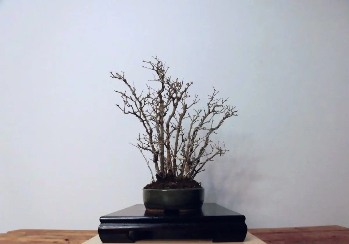 Punica granatum Canada Bonsai
