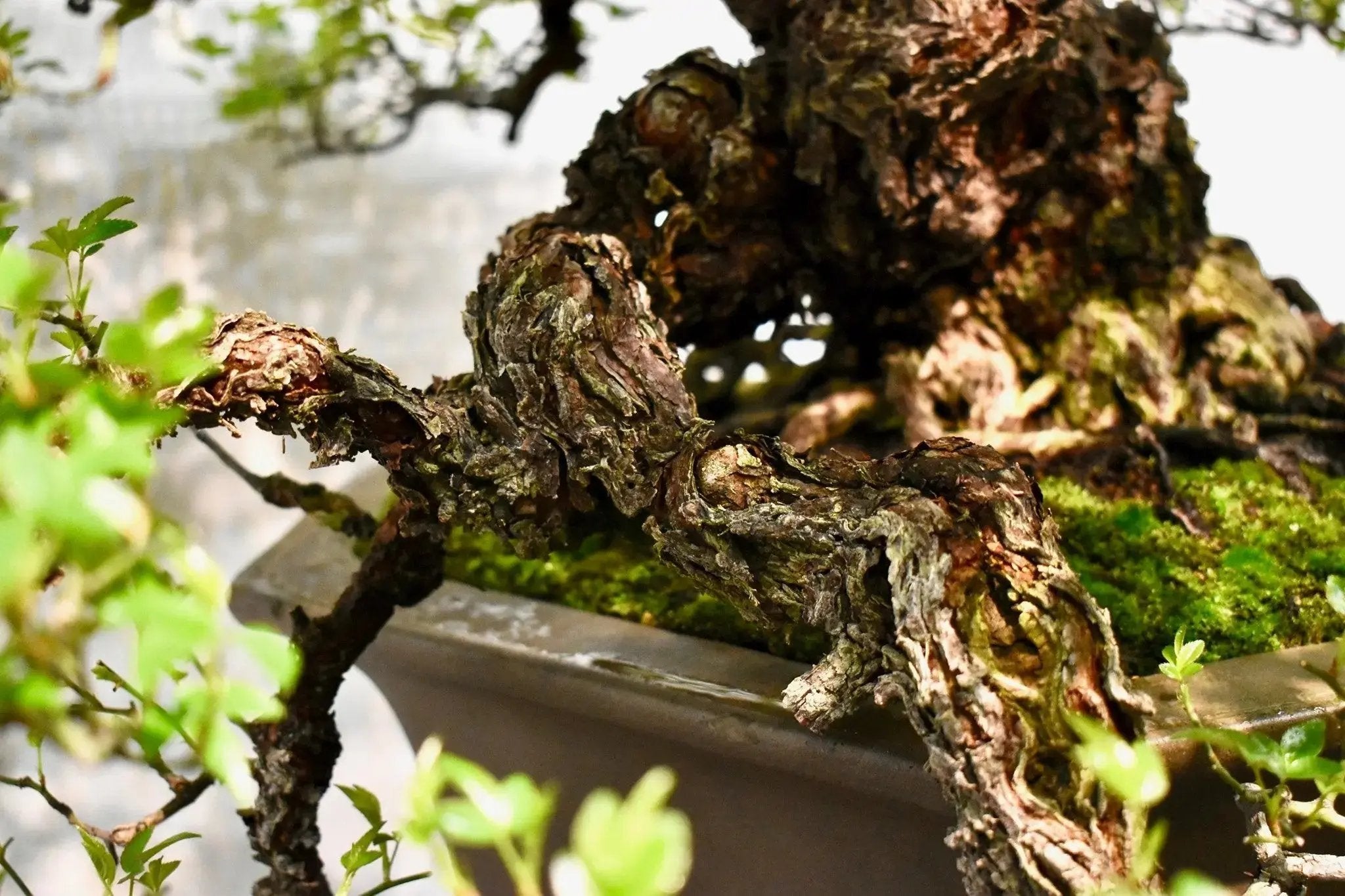 Rosa (white/pink) (small) Canada Bonsai