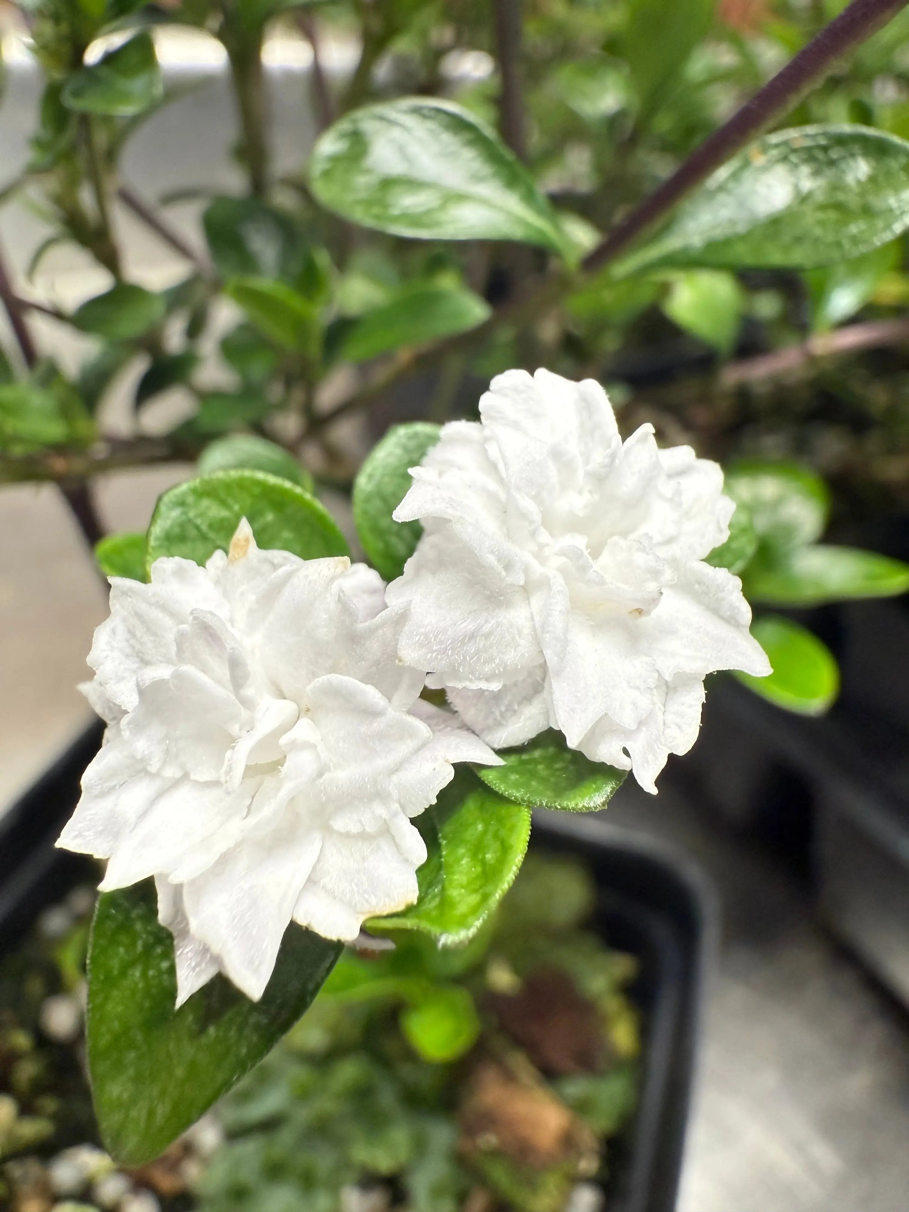 Serissa Japonica 'Flore Pleno'