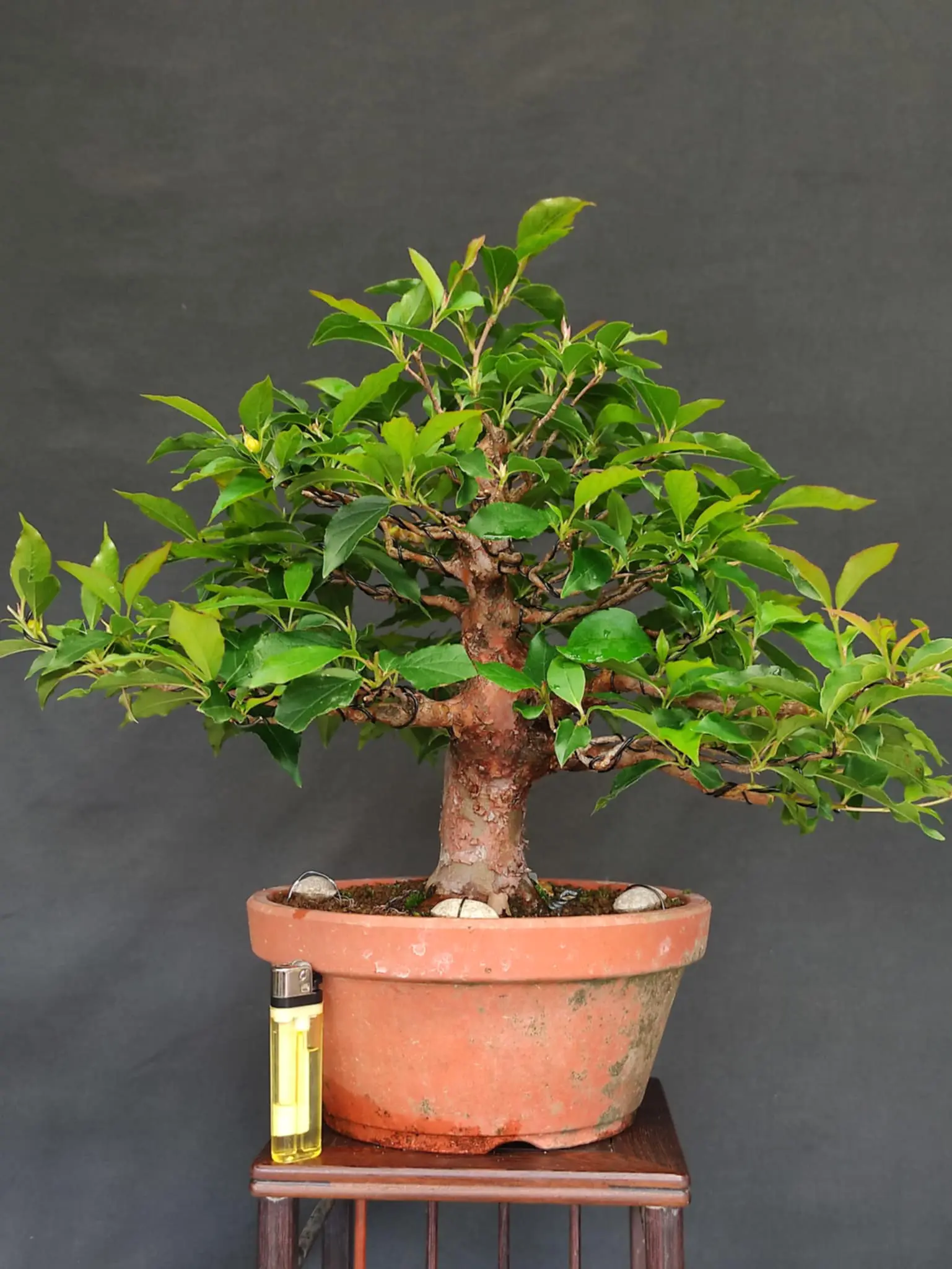 Stewartia monadelpha Canada Bonsai