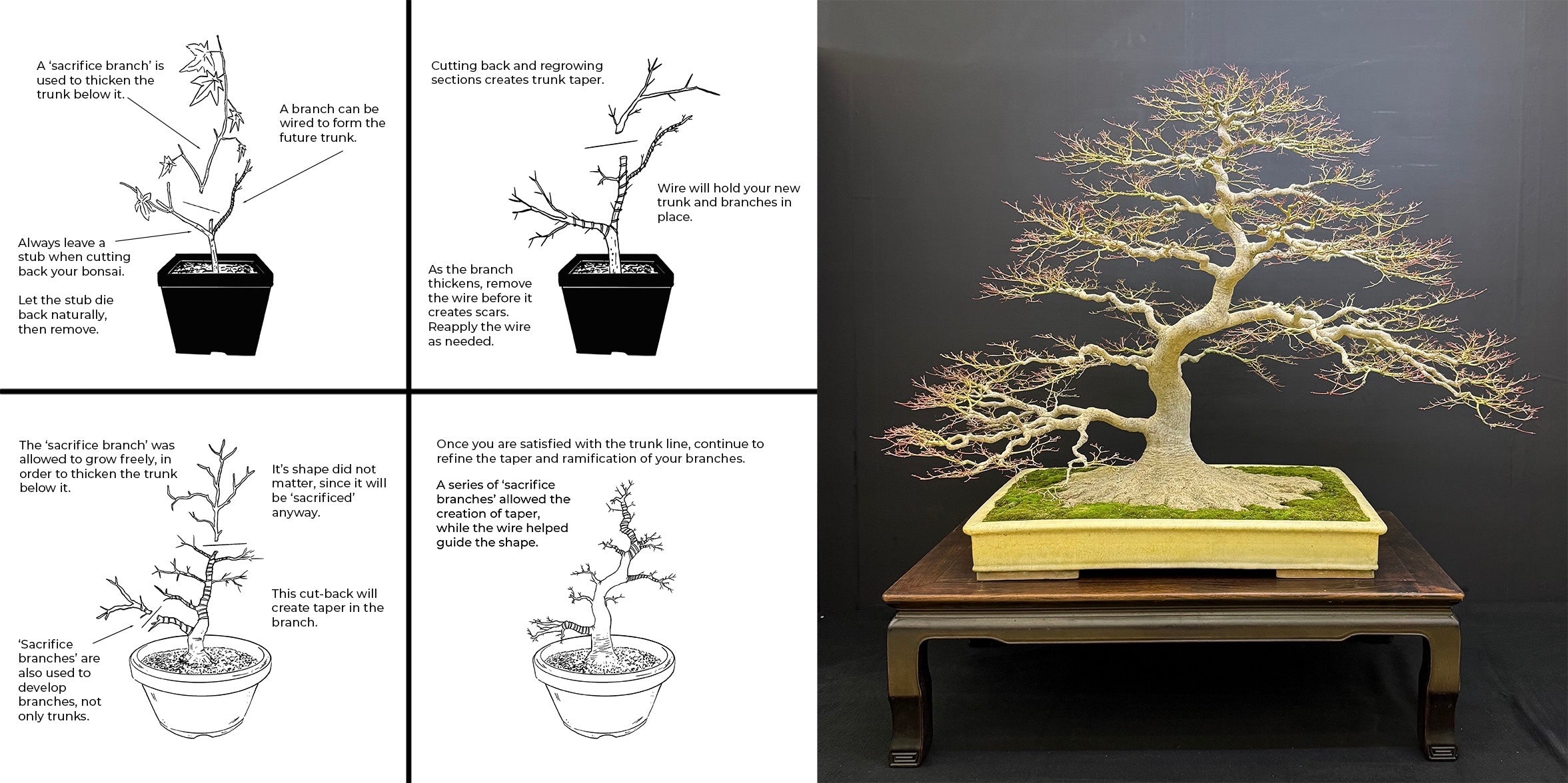 Acer palmatum 'Orihime'