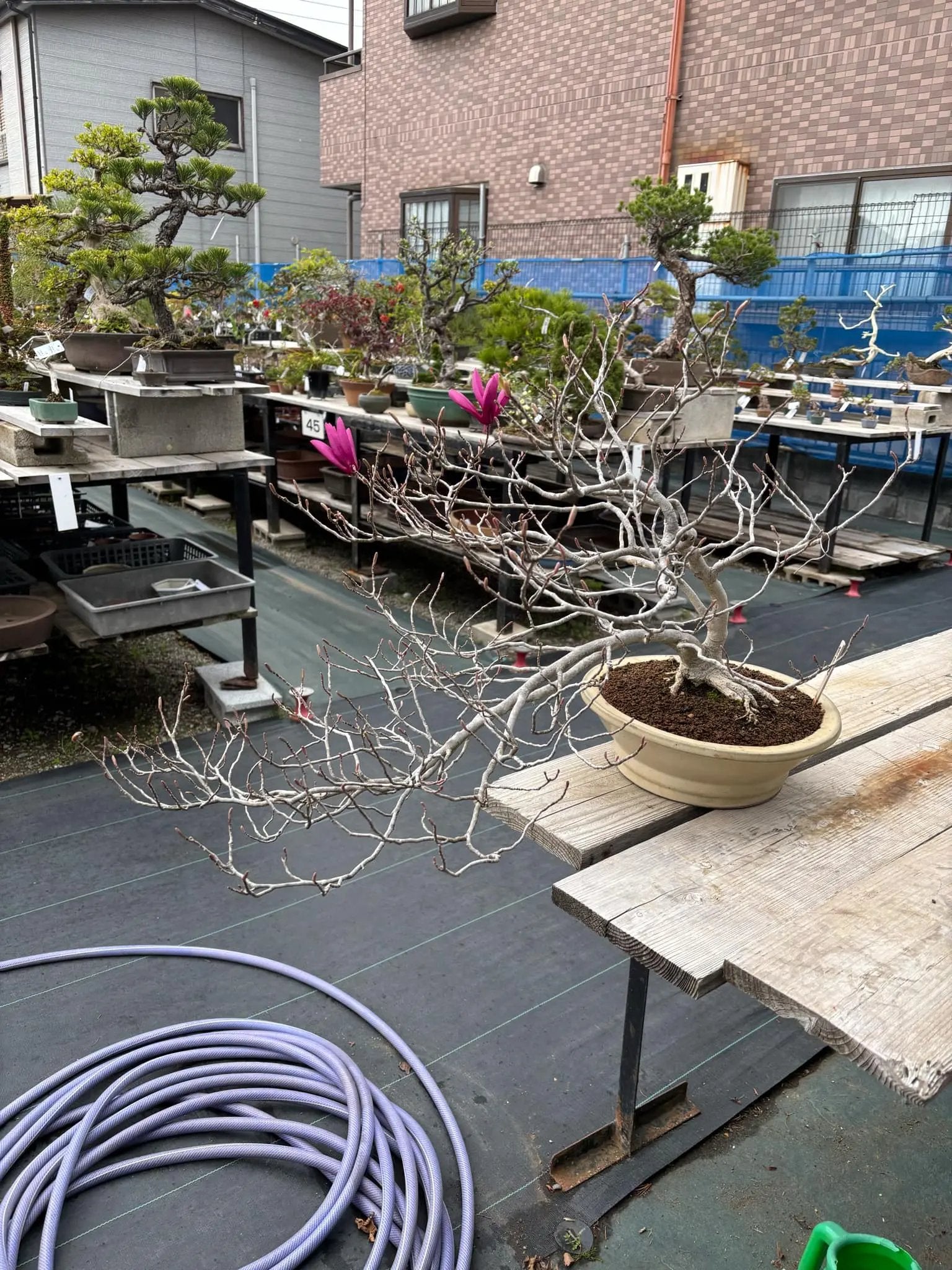 Magnolia (purple) Canada Bonsai