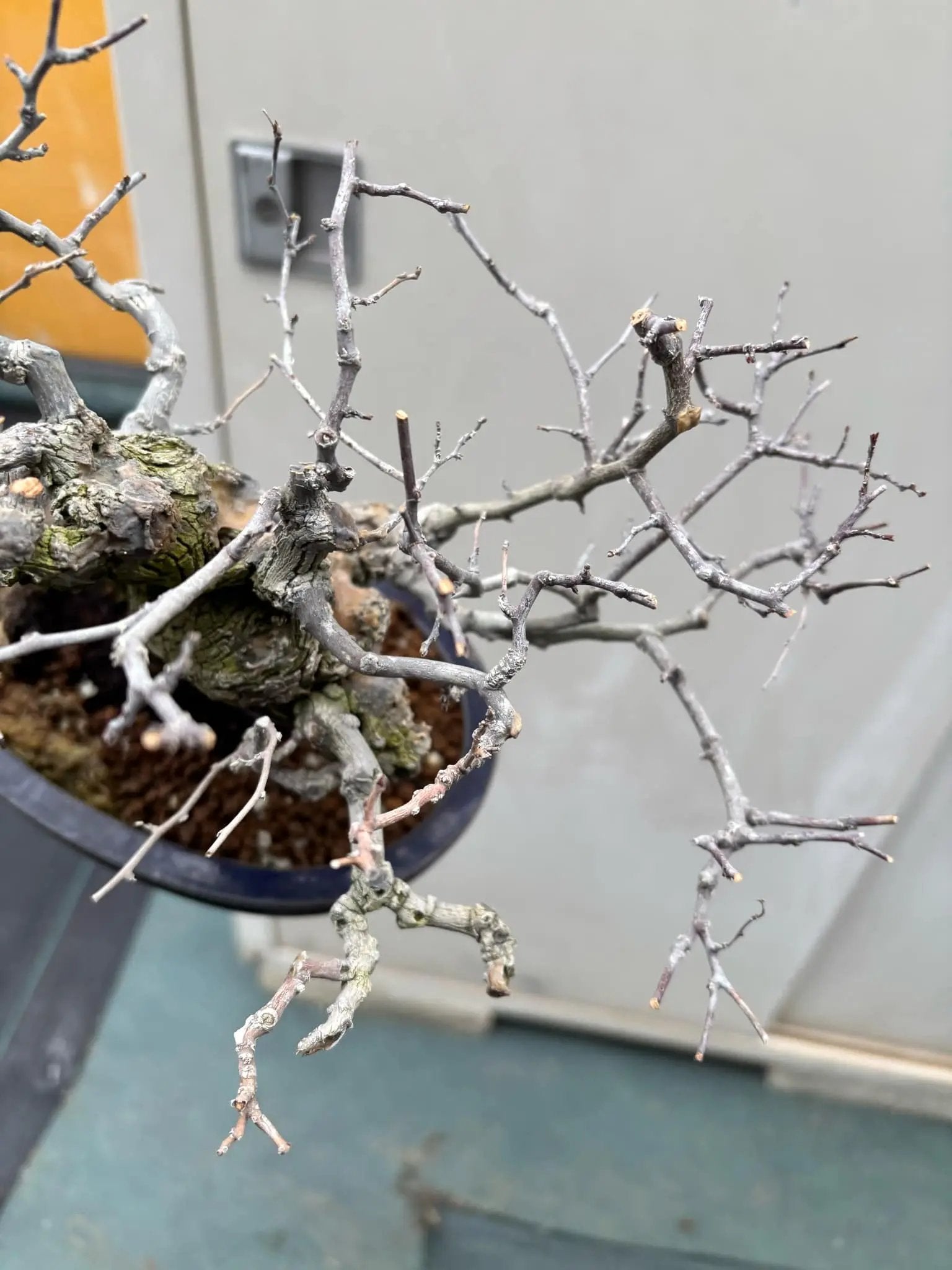 Berchemia racemosa Canada Bonsai