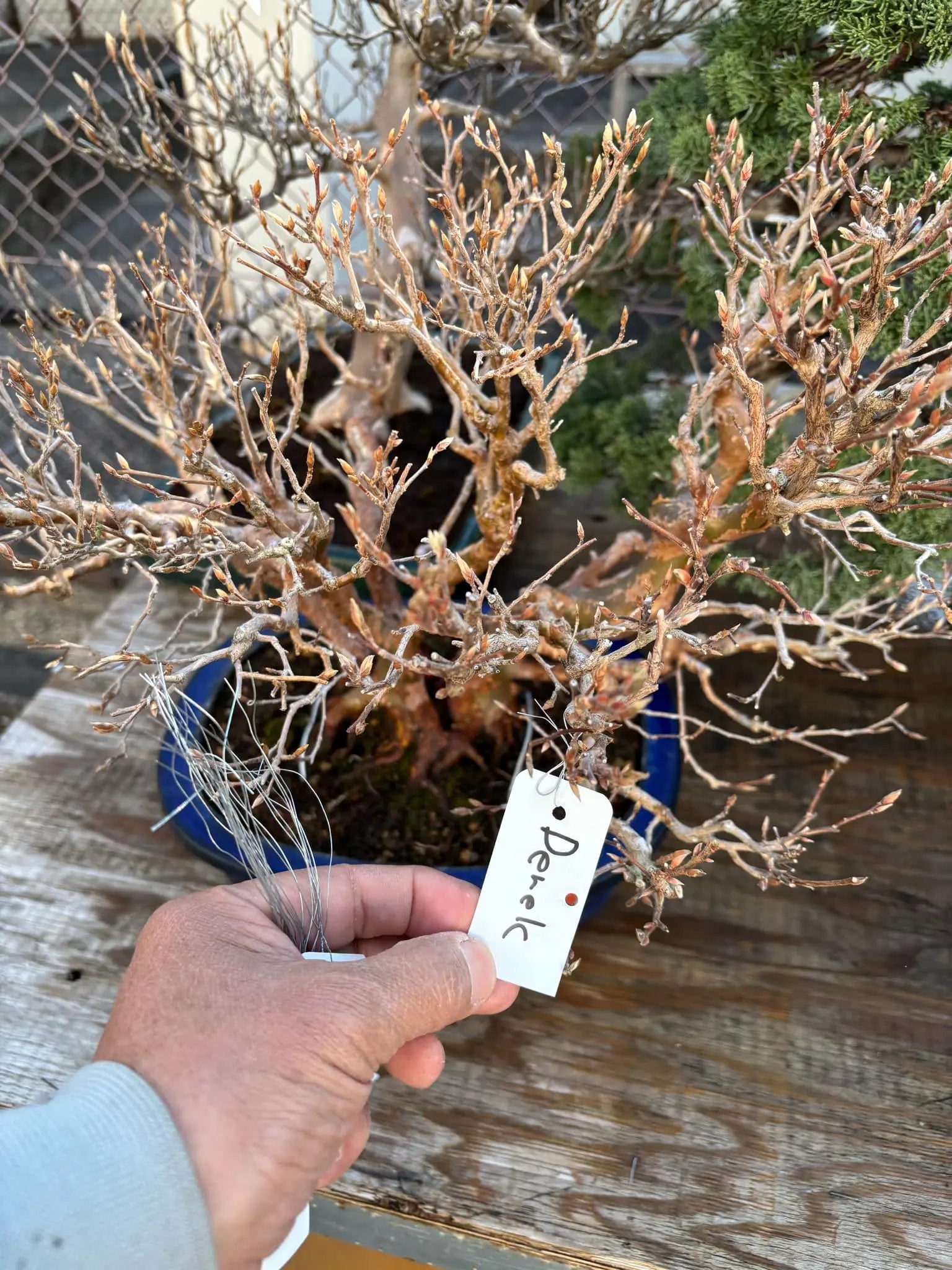 Stewartia monadelpha Canada Bonsai
