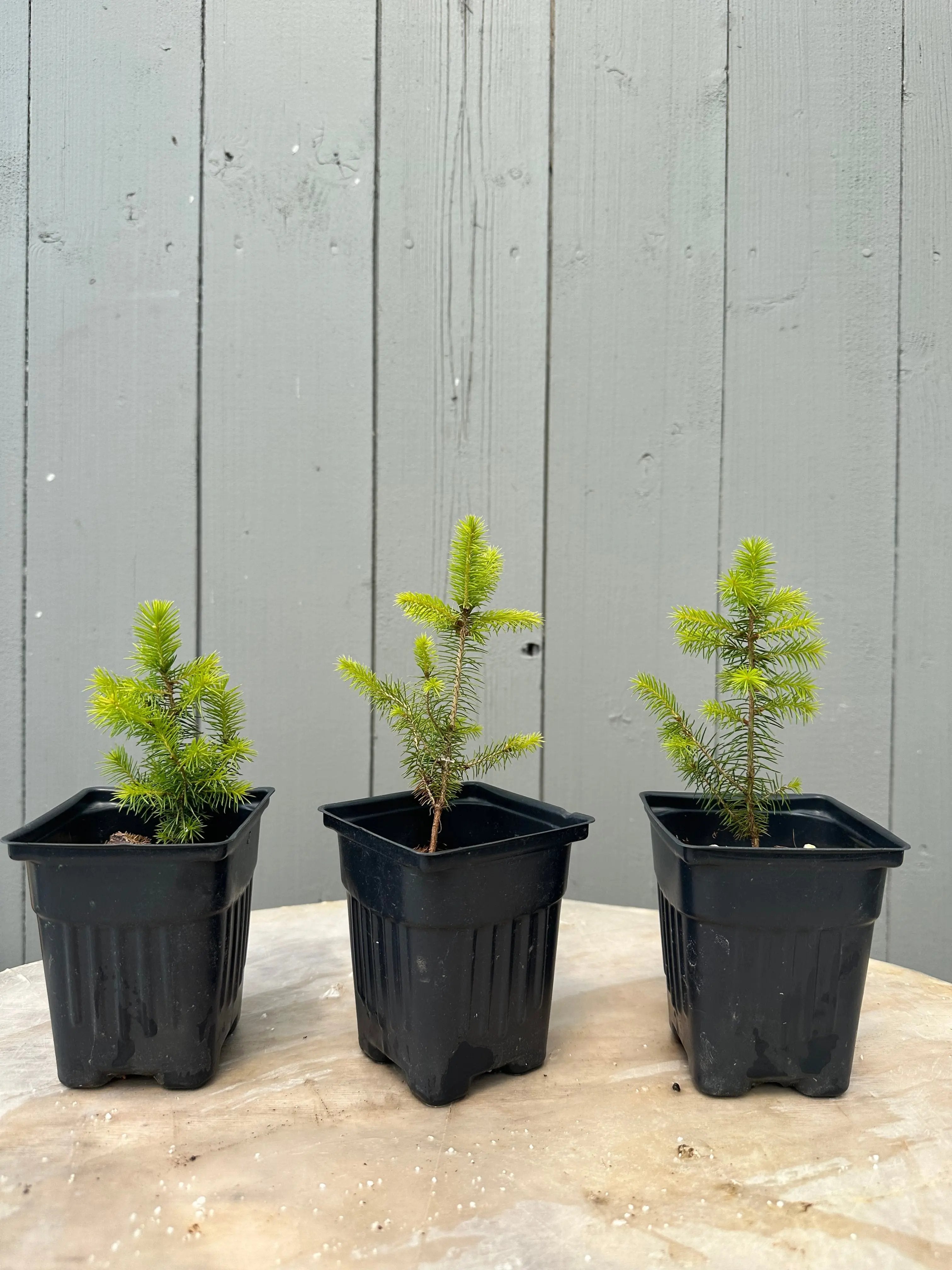 Picea glehnii Canada Bonsai