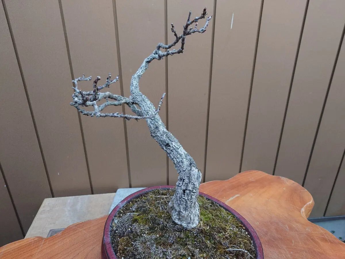 Wisteria floribunda Canada Bonsai