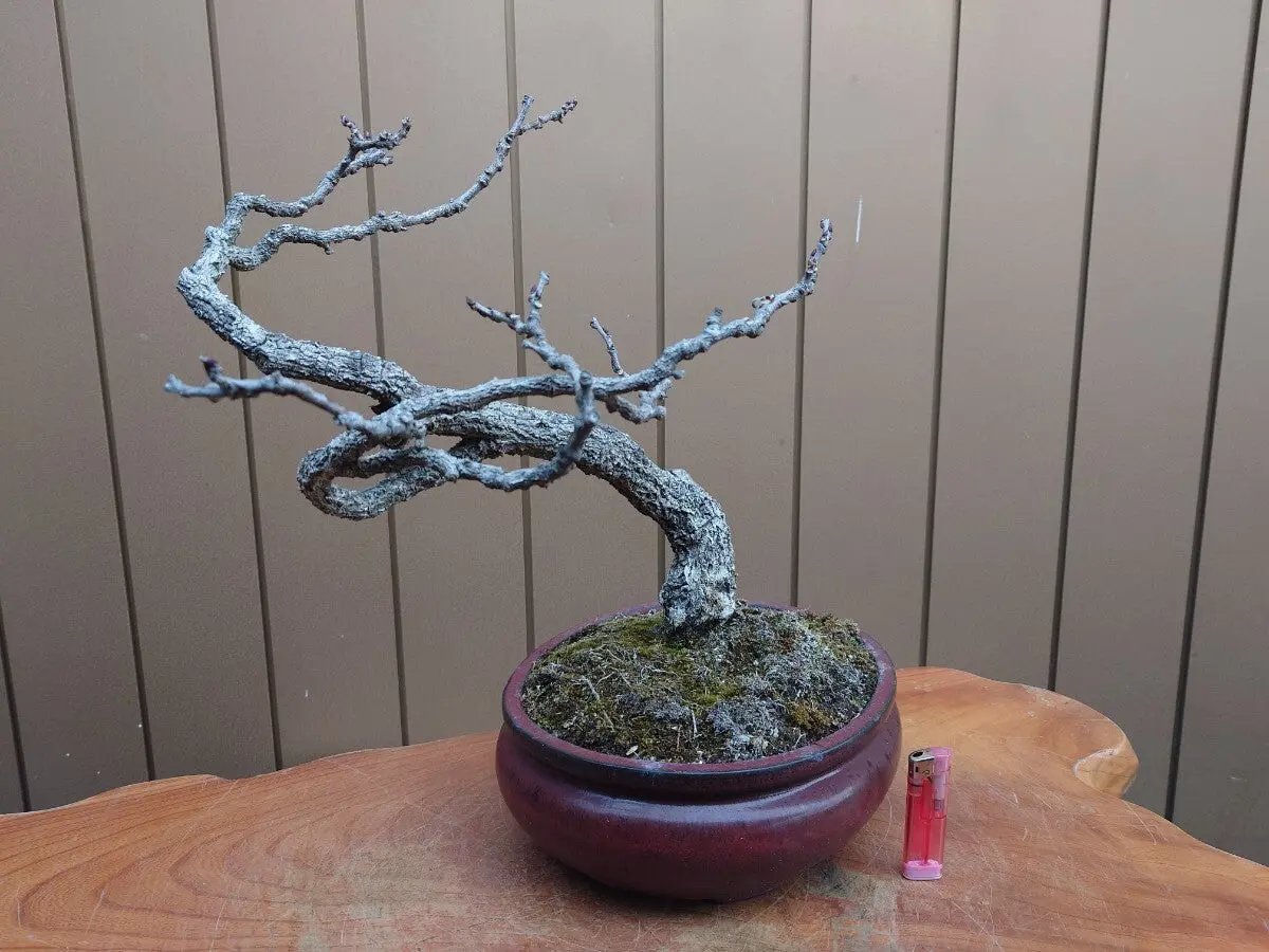 Wisteria floribunda Canada Bonsai