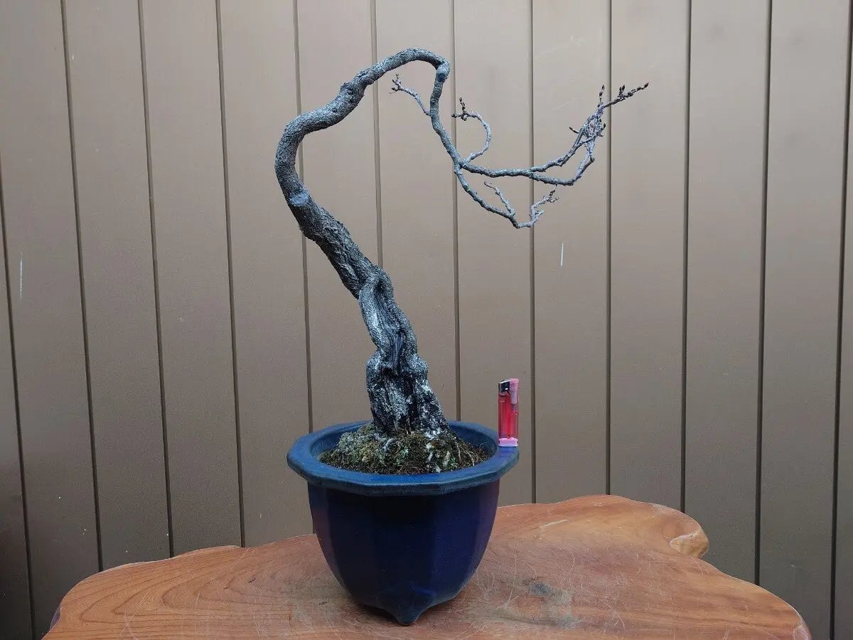 Wisteria floribunda Canada Bonsai
