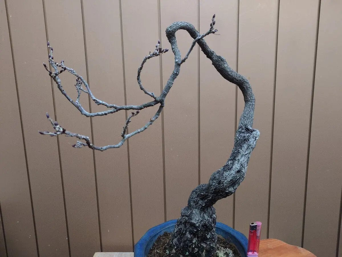 Wisteria floribunda Canada Bonsai