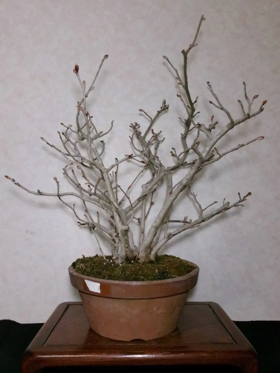 Corylopsis spicata Canada Bonsai