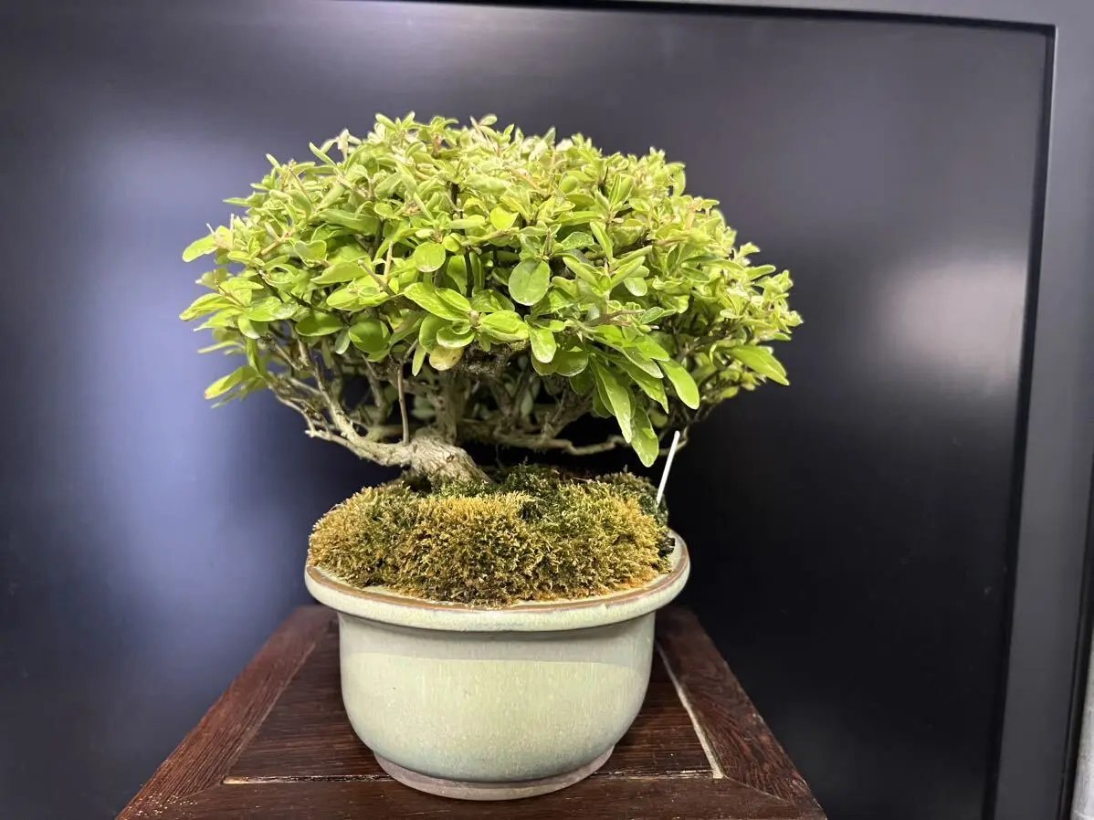 Ligustrum obtusifolium Canada Bonsai