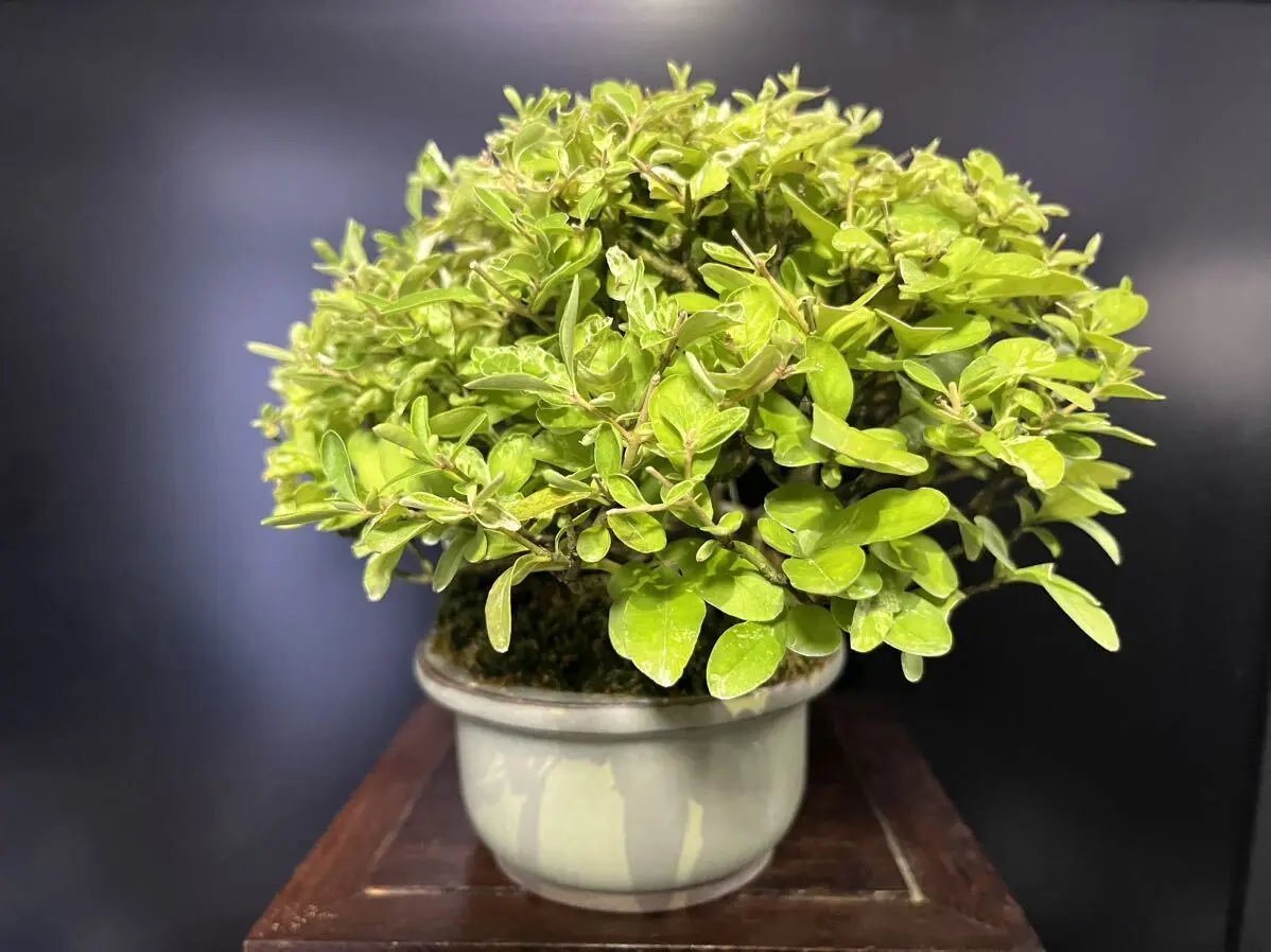 Ligustrum obtusifolium Canada Bonsai