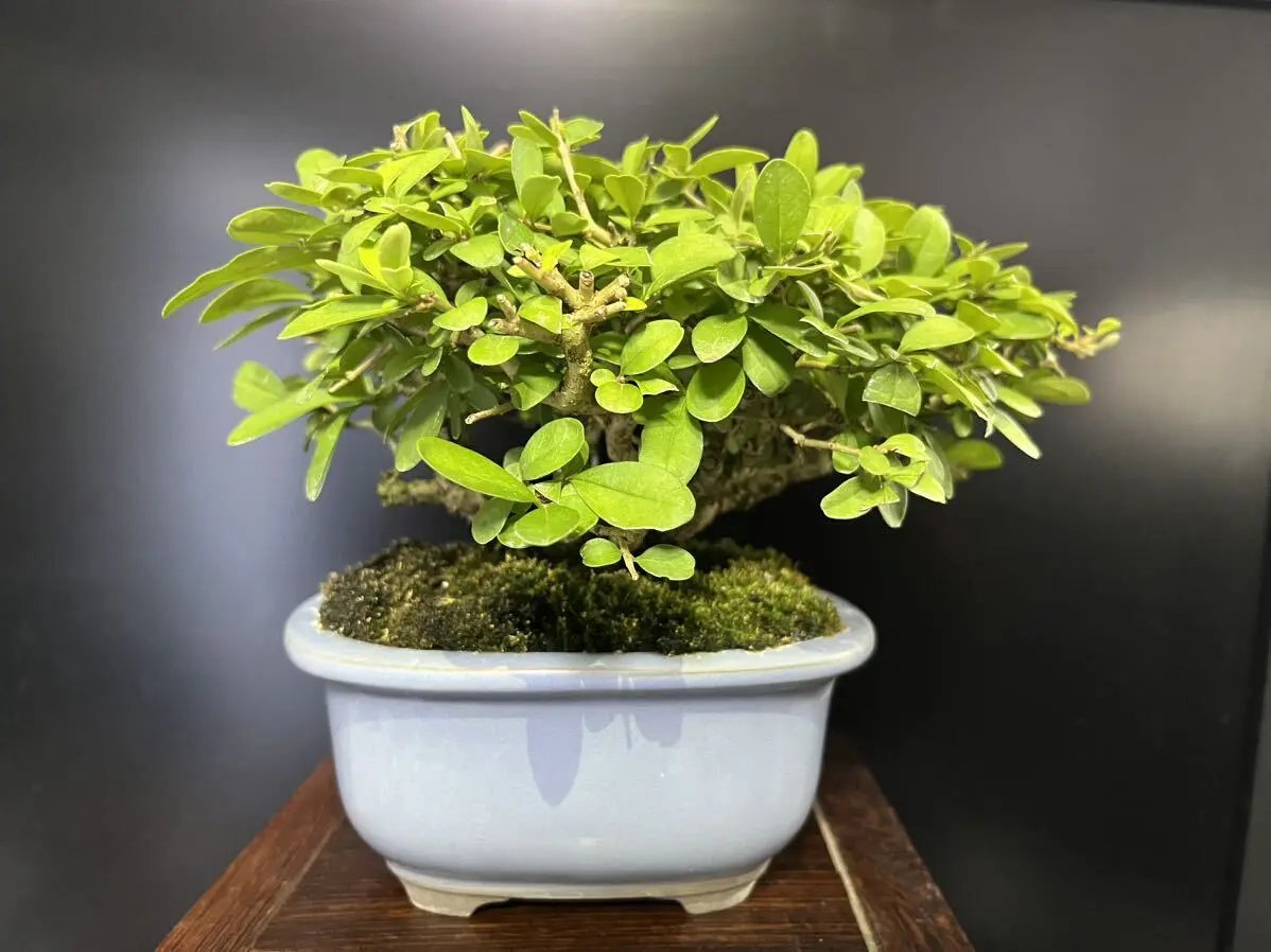 Ligustrum obtusifolium Canada Bonsai