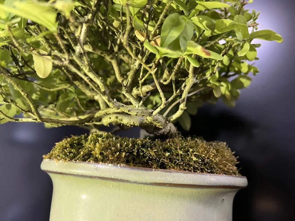 Ligustrum obtusifolium Canada Bonsai