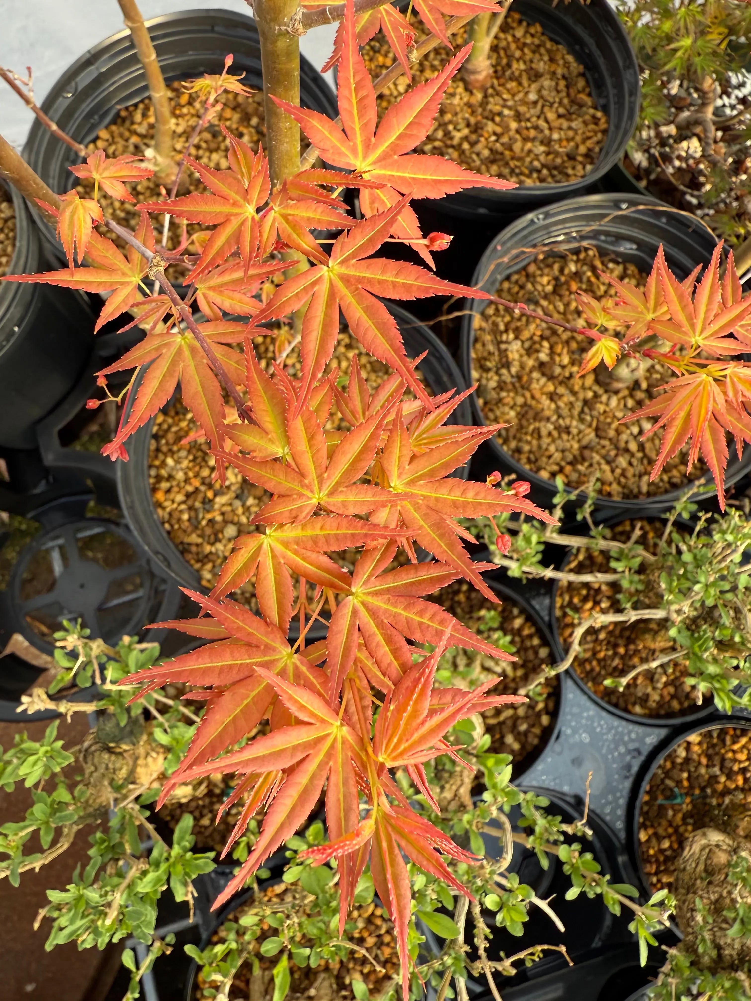 Acer palmatum 'Beni Chidori' (2026) Canada Bonsai