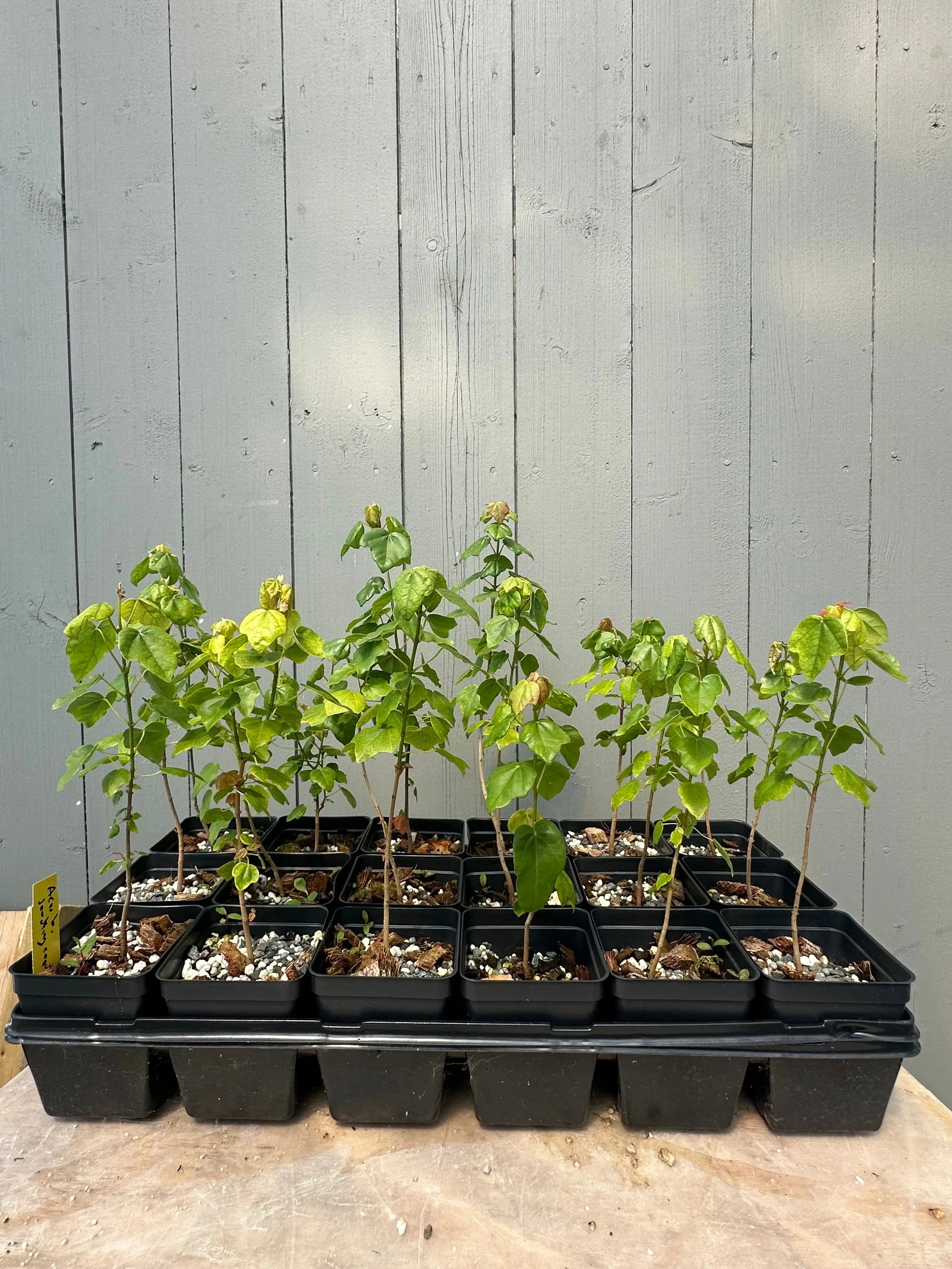 Acer buergerianum (seed-grown) Canada Bonsai