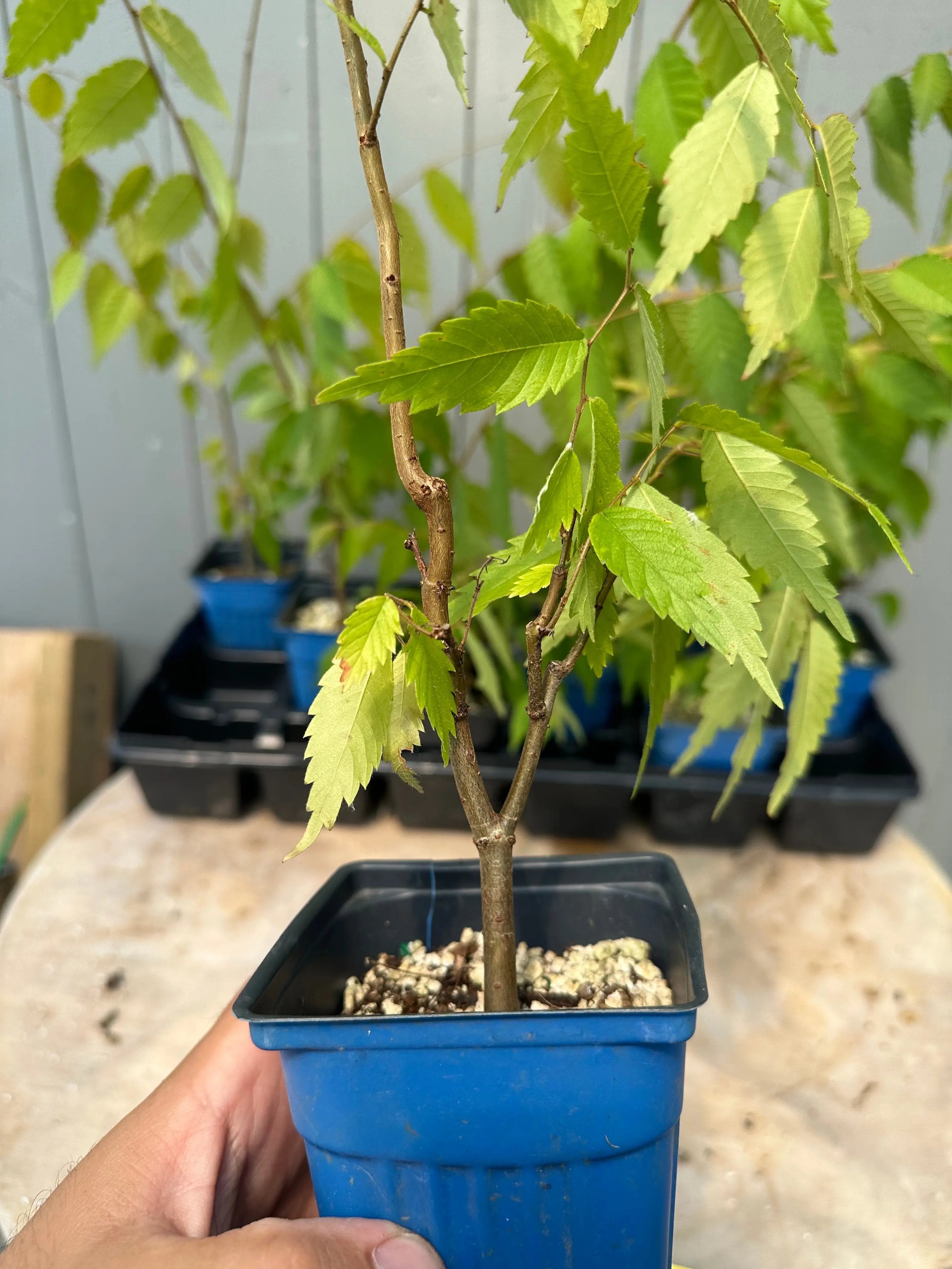 Zelkova serrata Canada Bonsai