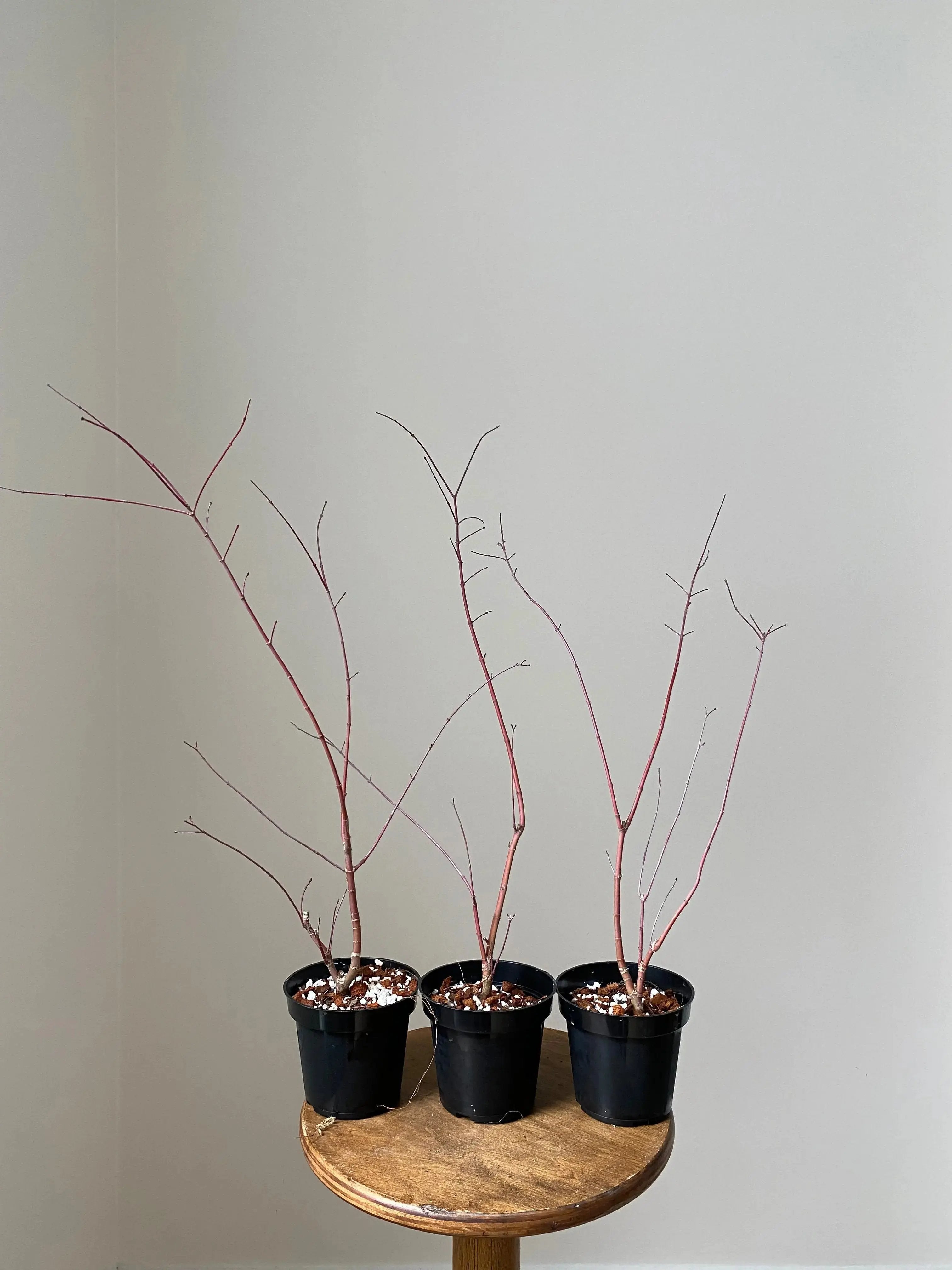 Acer palmatum 'Deshojo' (1 unit) (2026) Canada Bonsai