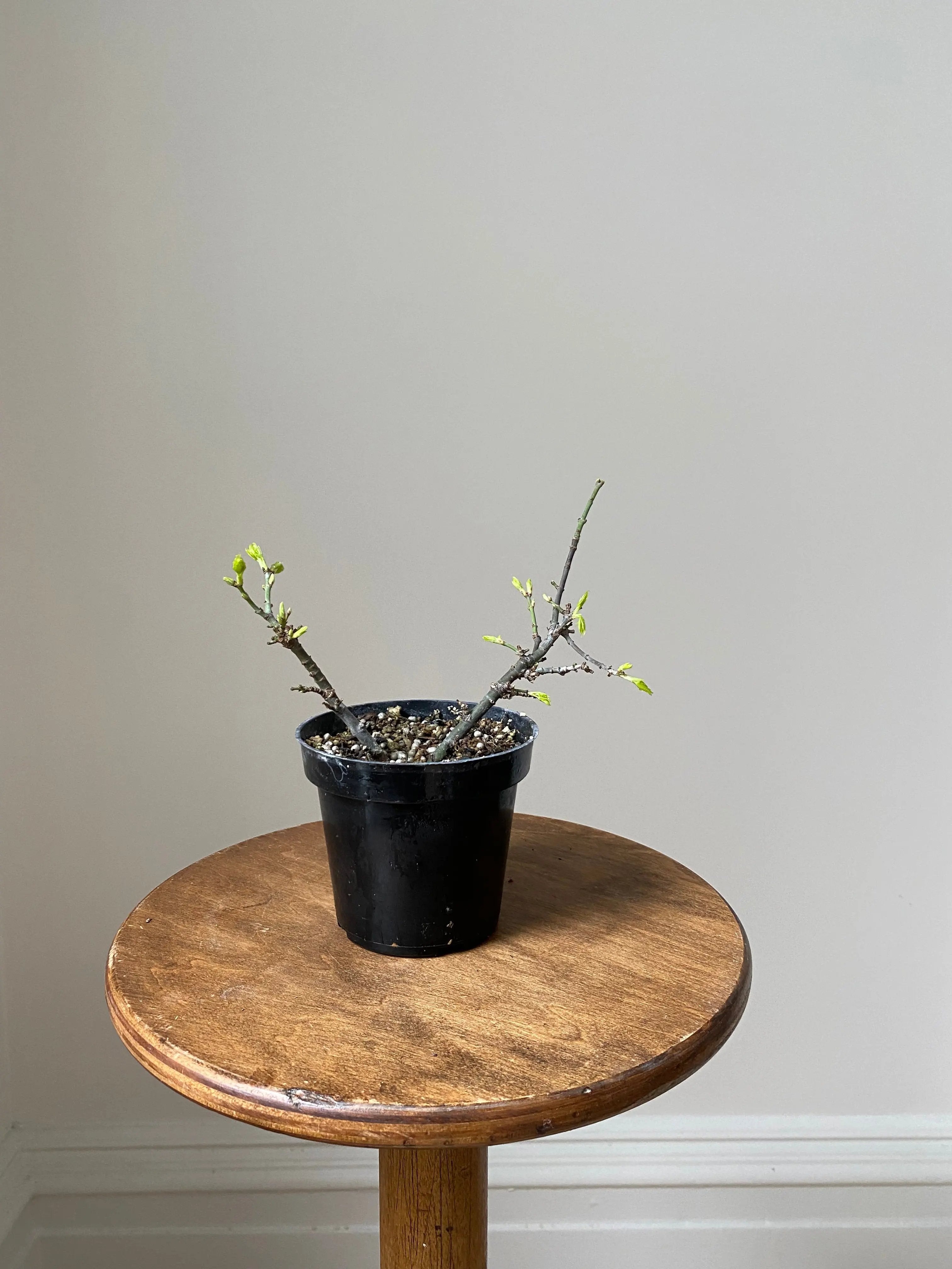 Japanese Maple 'Shishigashira' Canada Bonsai