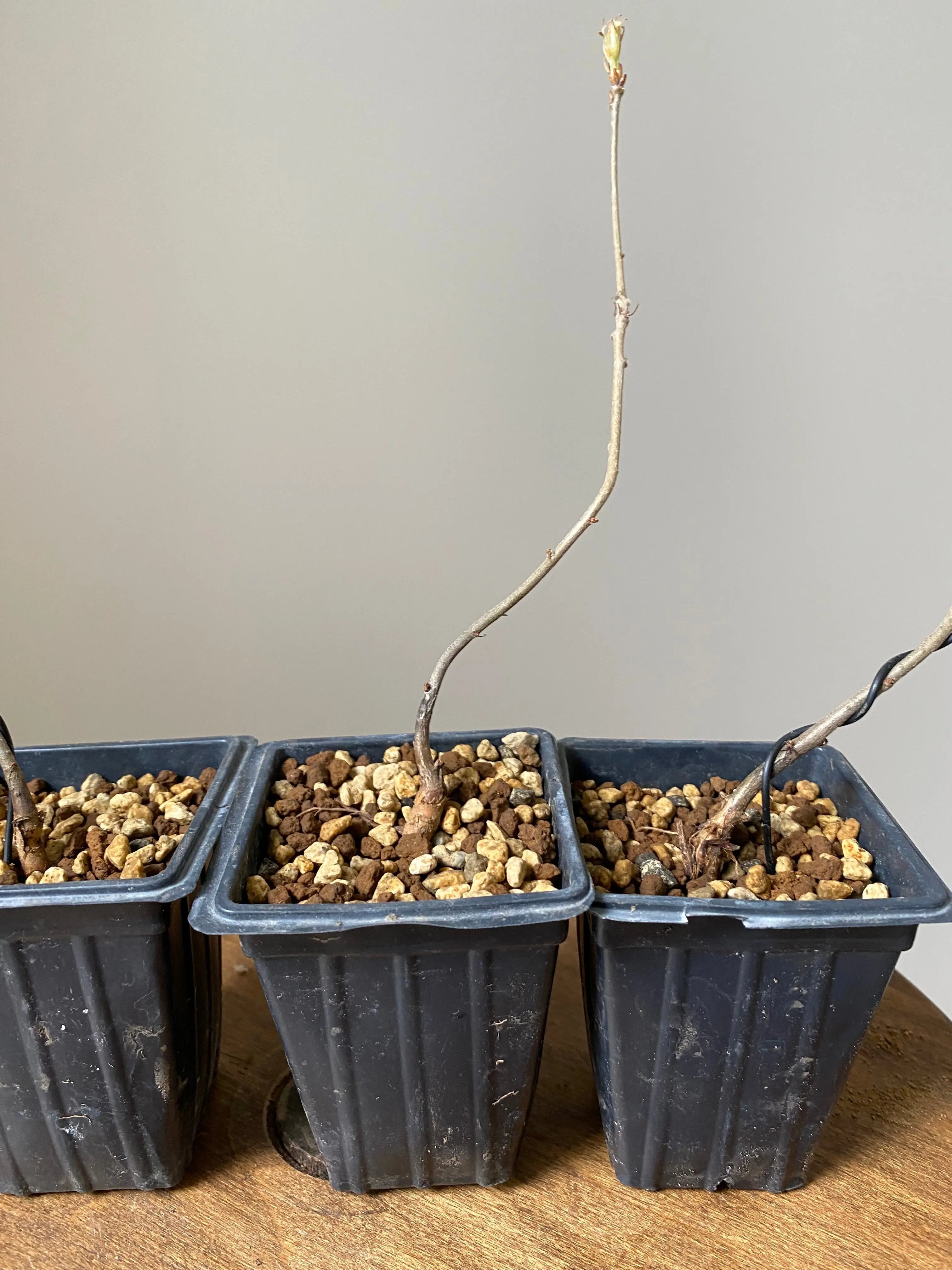 Konara Oak Canada Bonsai