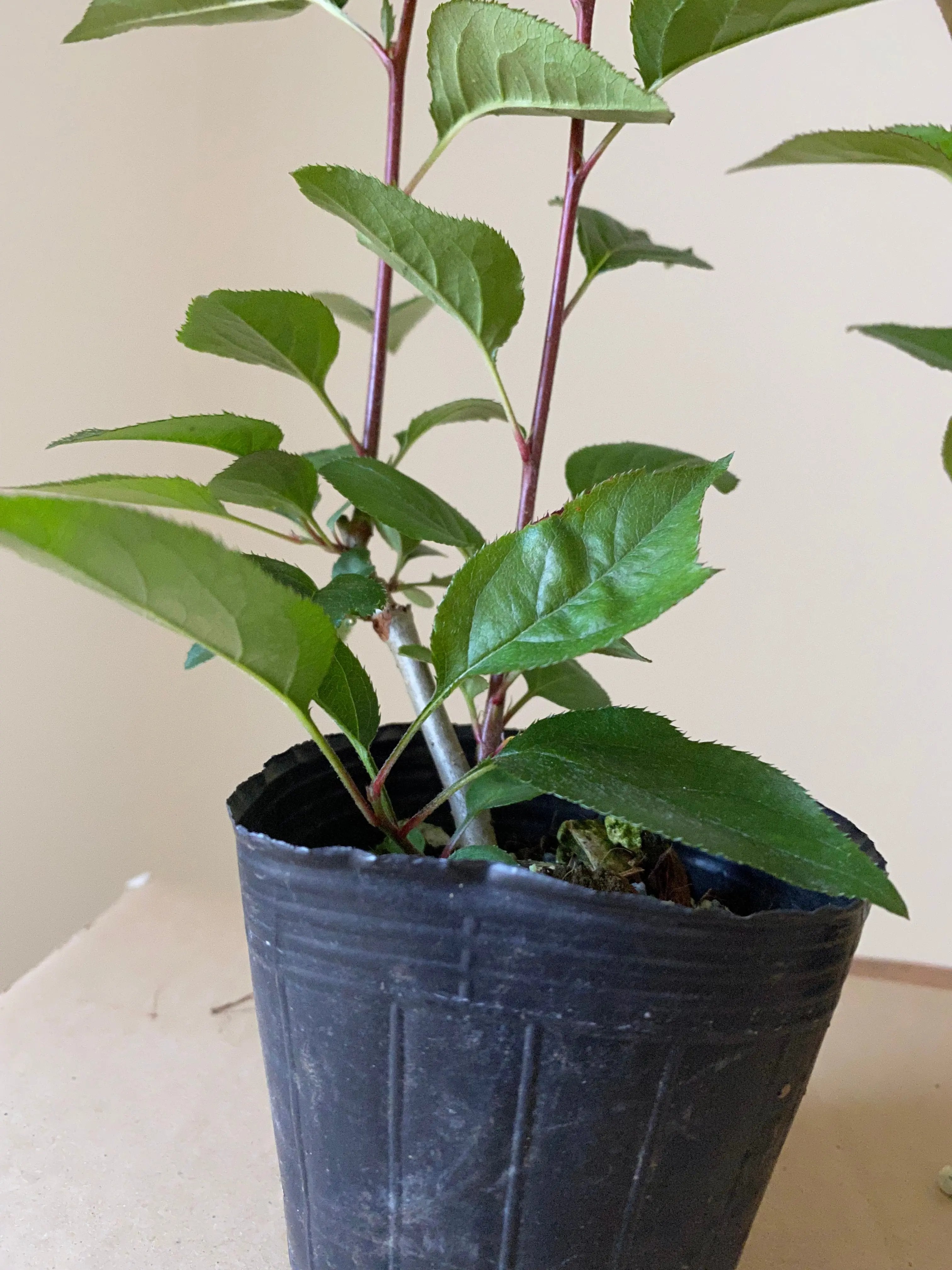 Crabapple Canada Bonsai