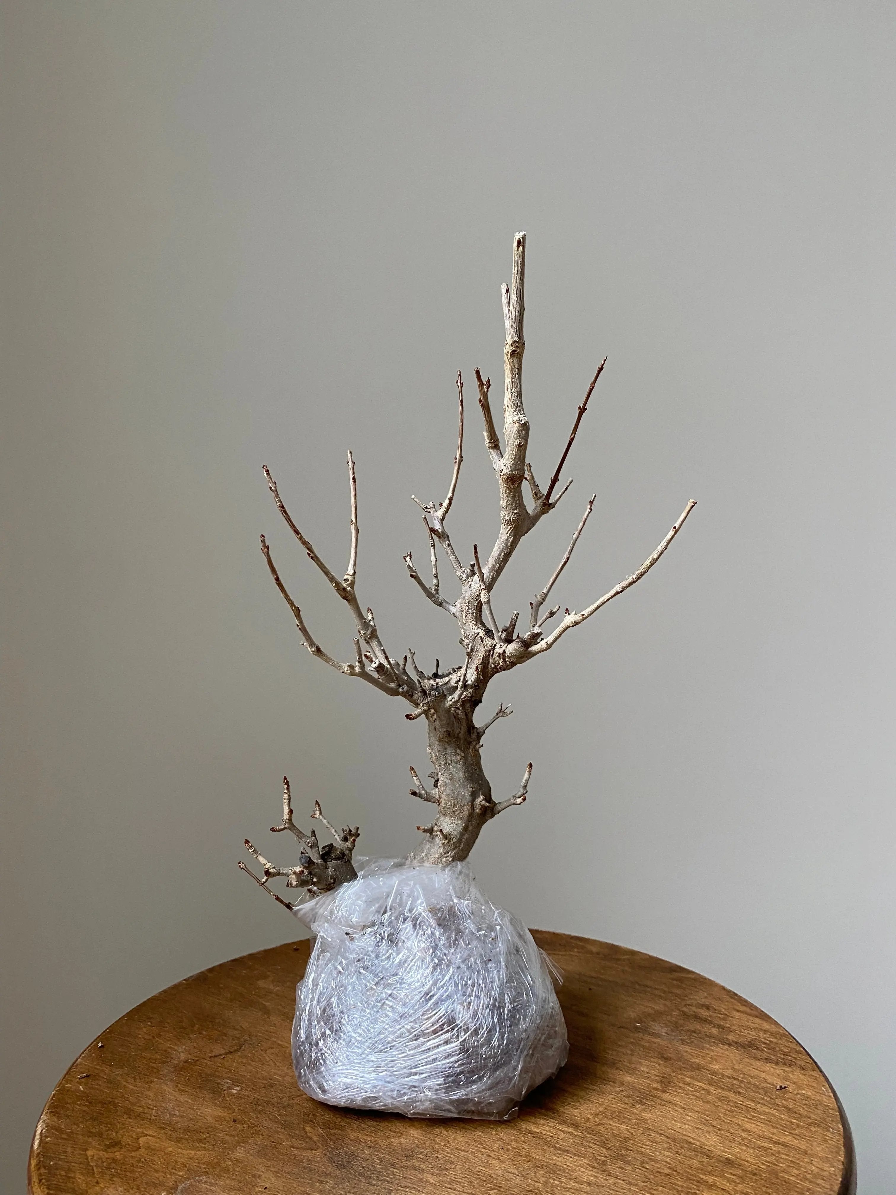 Pomegranate Neji-Kan Canada Bonsai