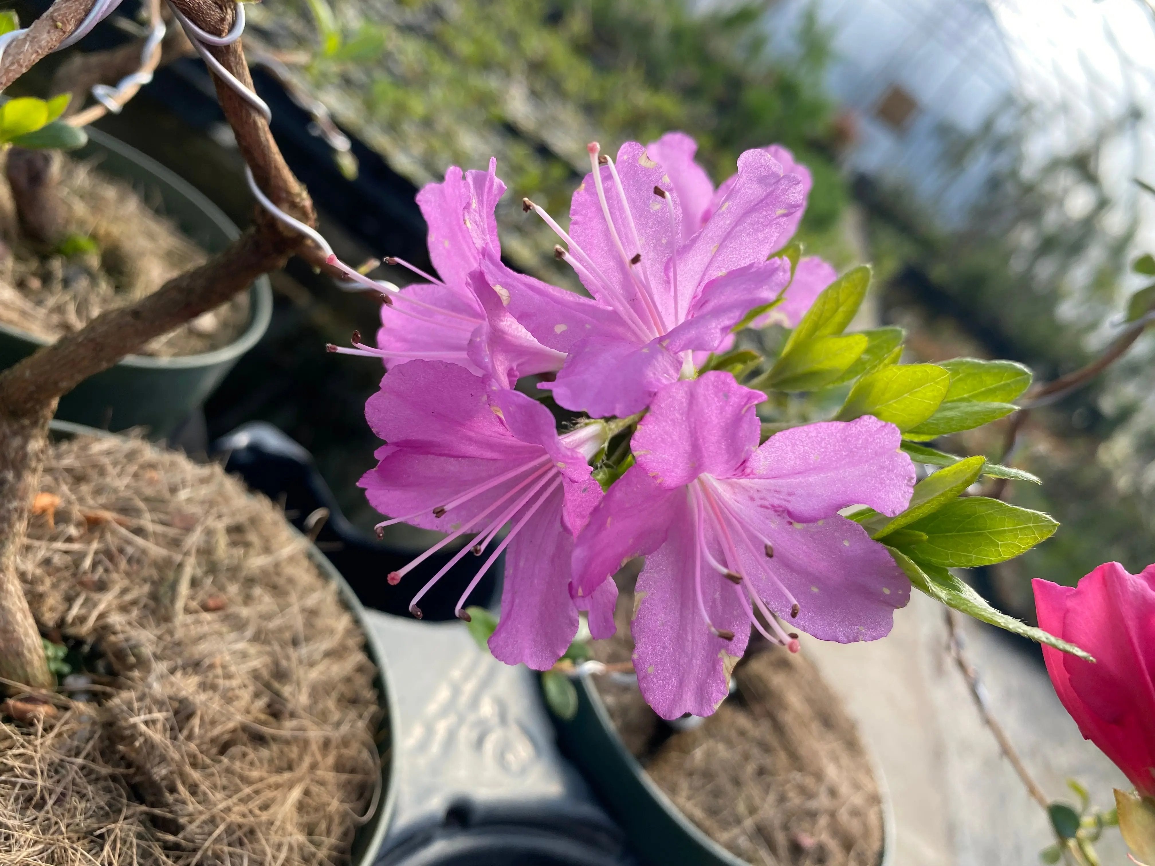 Satsuki Azalea Canada Bonsai