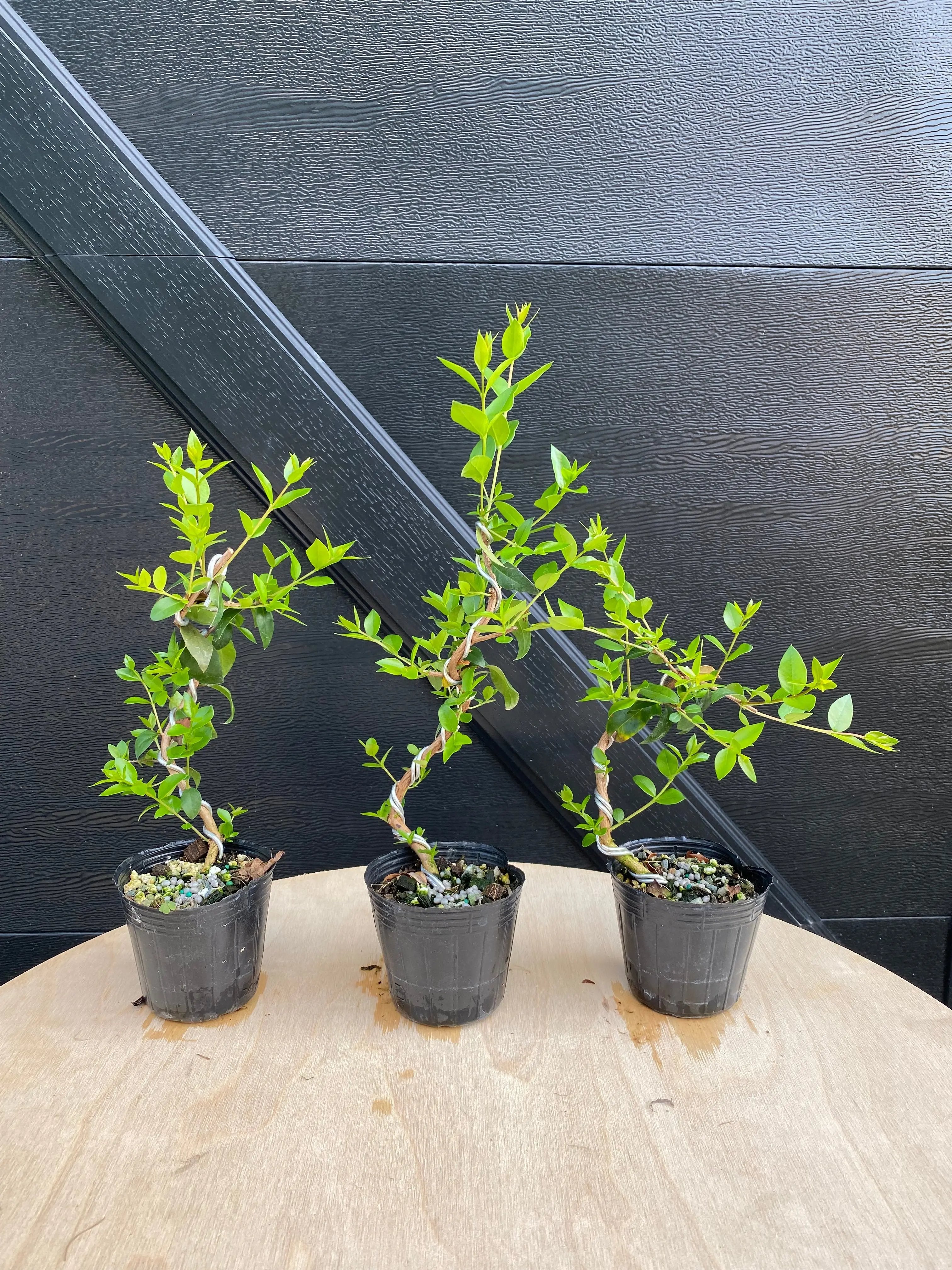 Myrtle Canada Bonsai