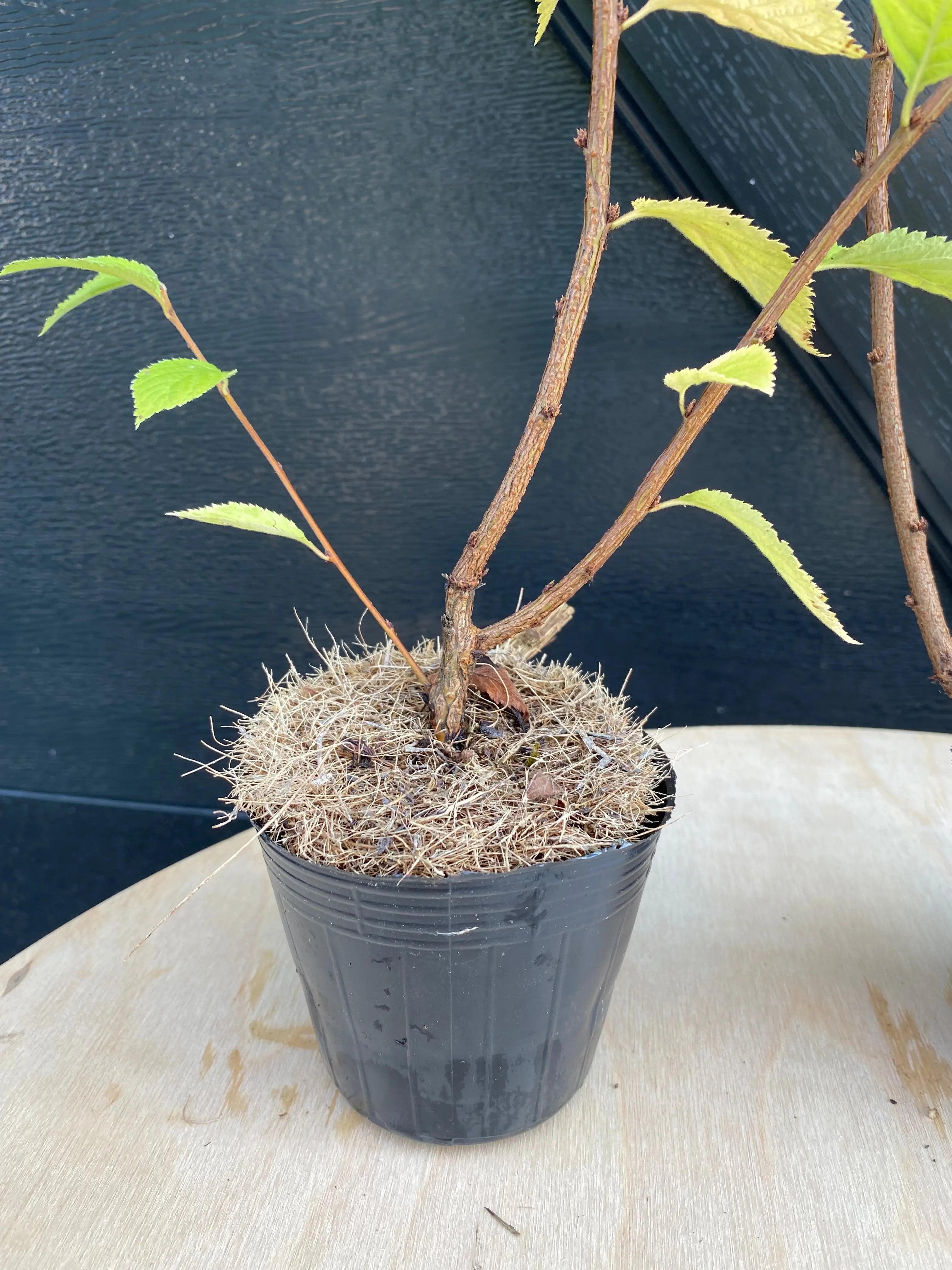 Cherry (P. tomentosa) Canada Bonsai