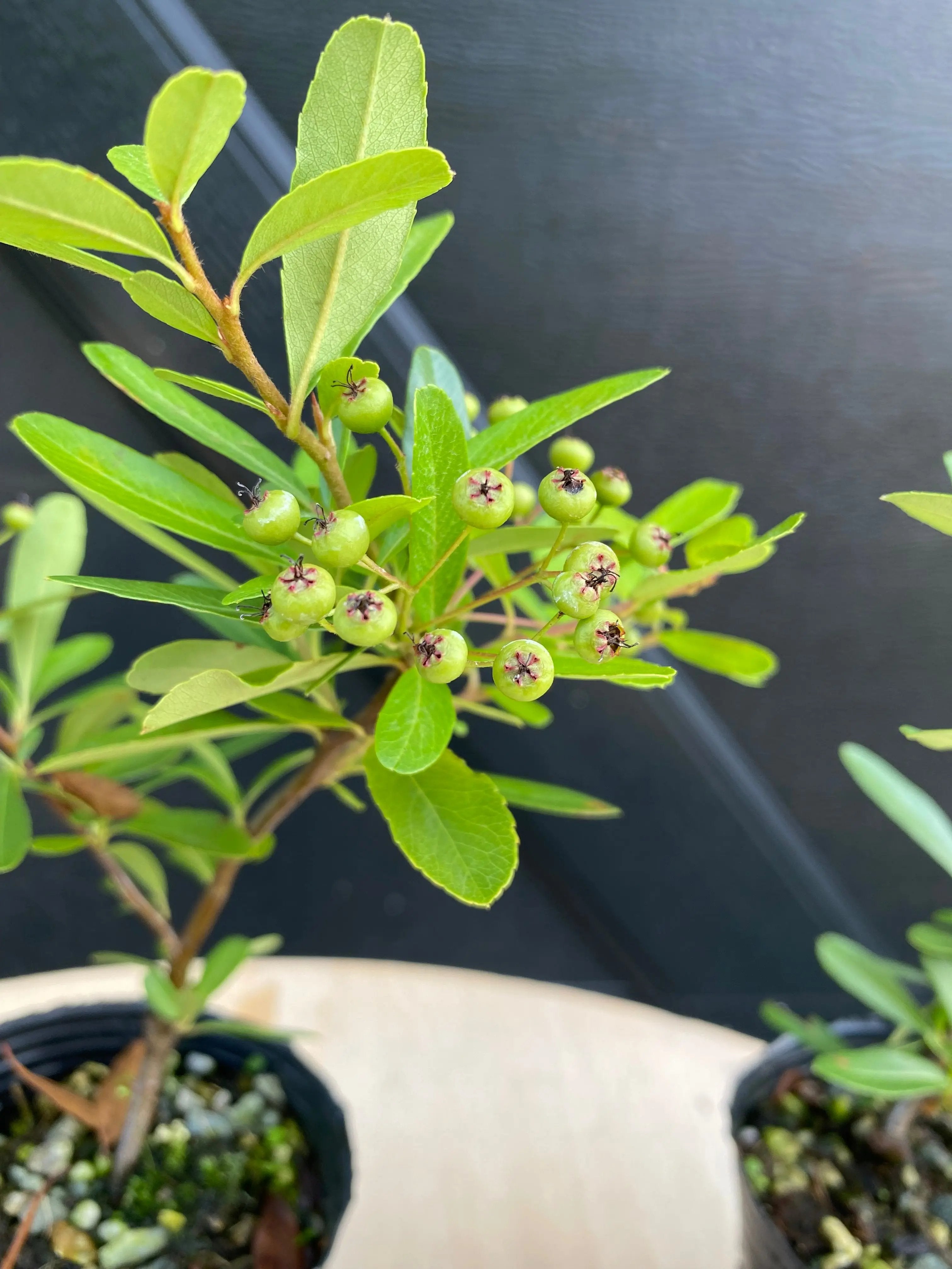 Firethorn Canada Bonsai