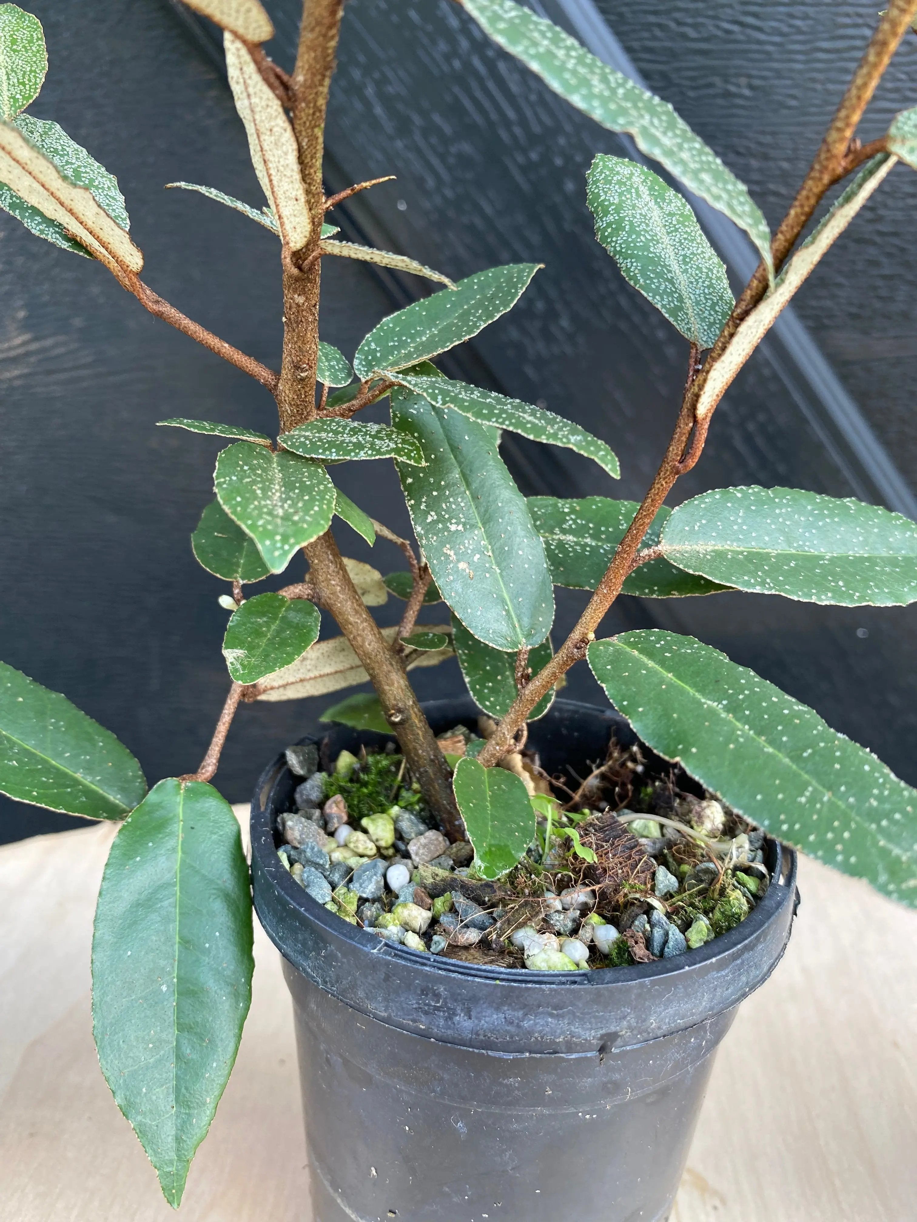 Elaeagnus Canada Bonsai