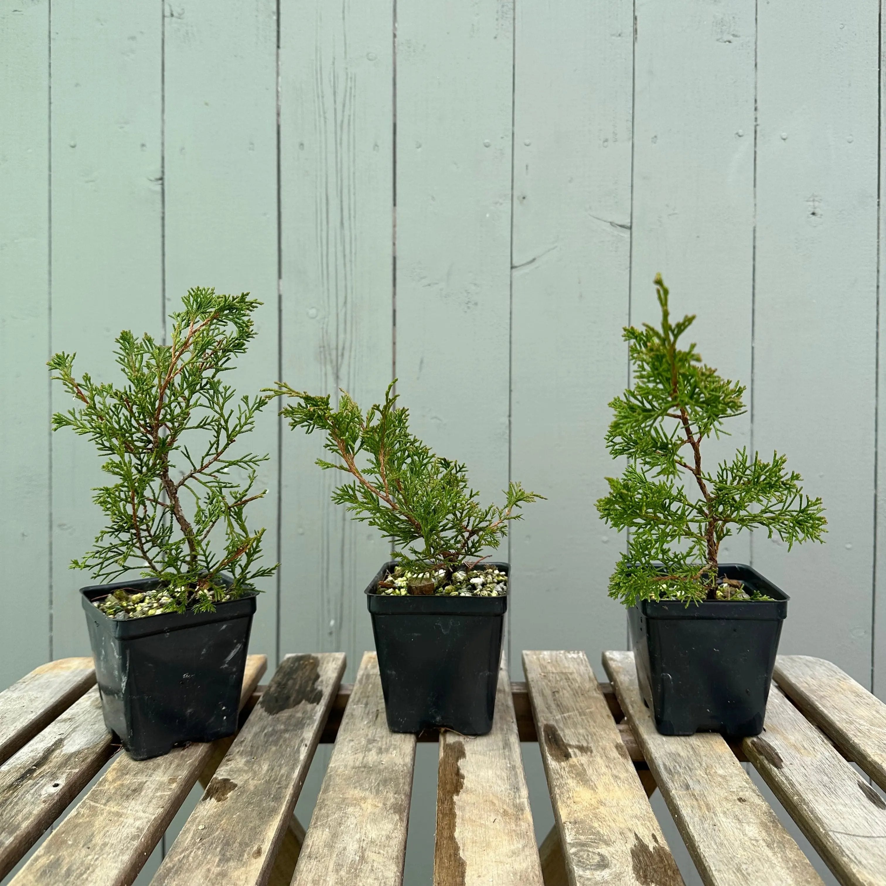 Itoigawa Canada Bonsai