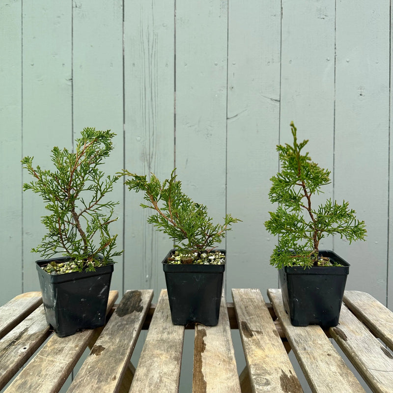 Itoigawa Canada Bonsai