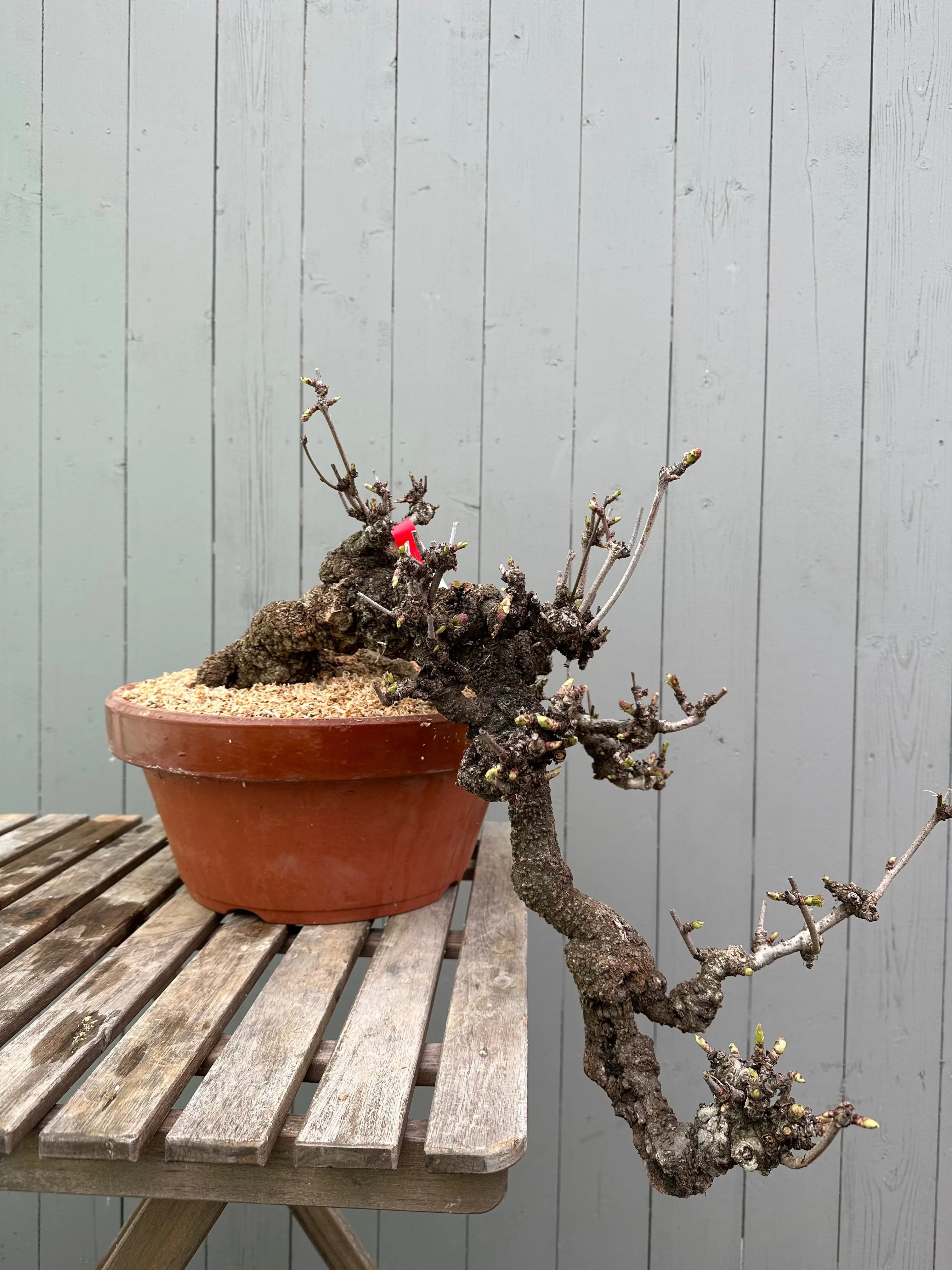 Akebia Canada Bonsai