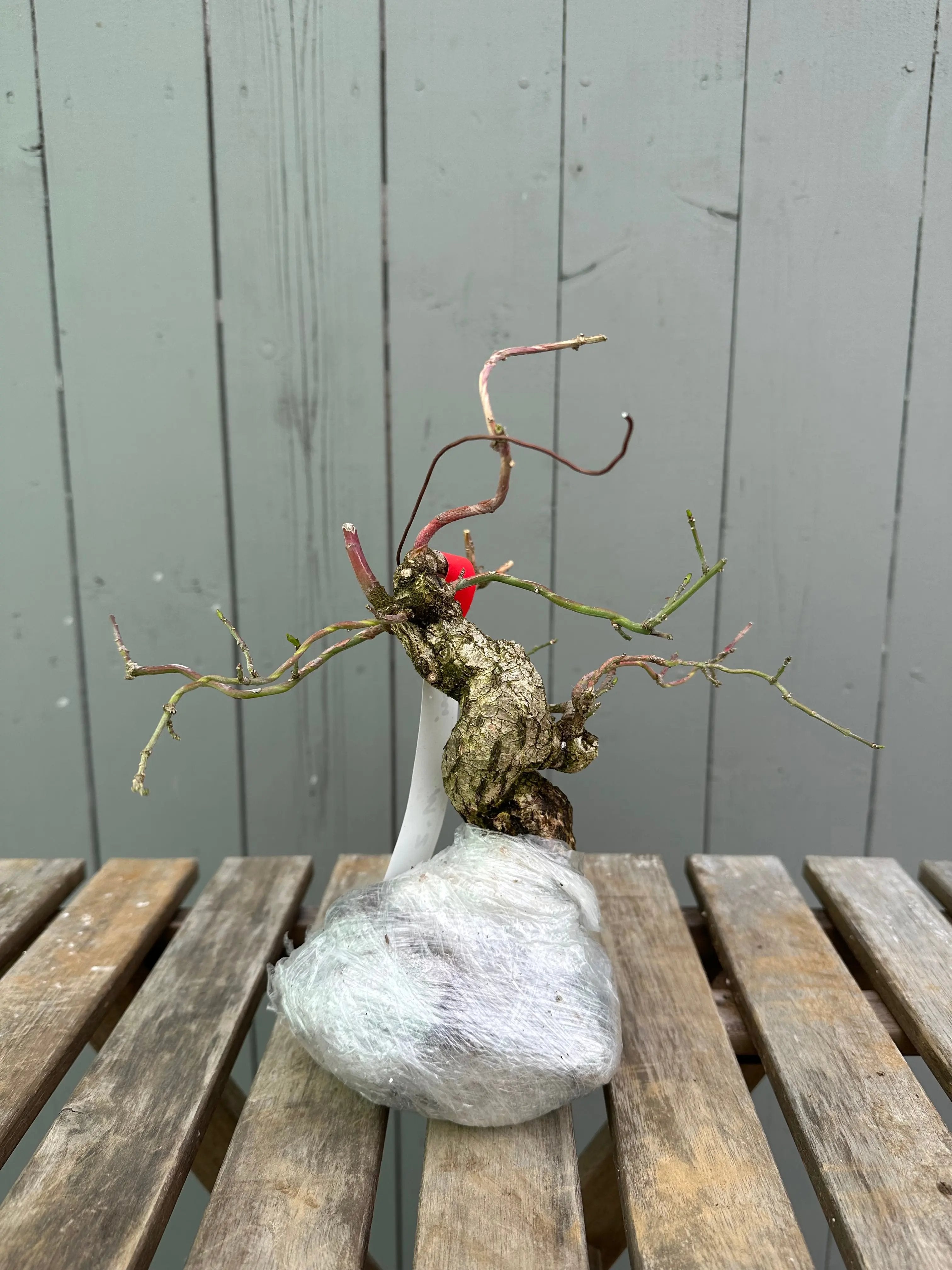 Mayumi Canada Bonsai