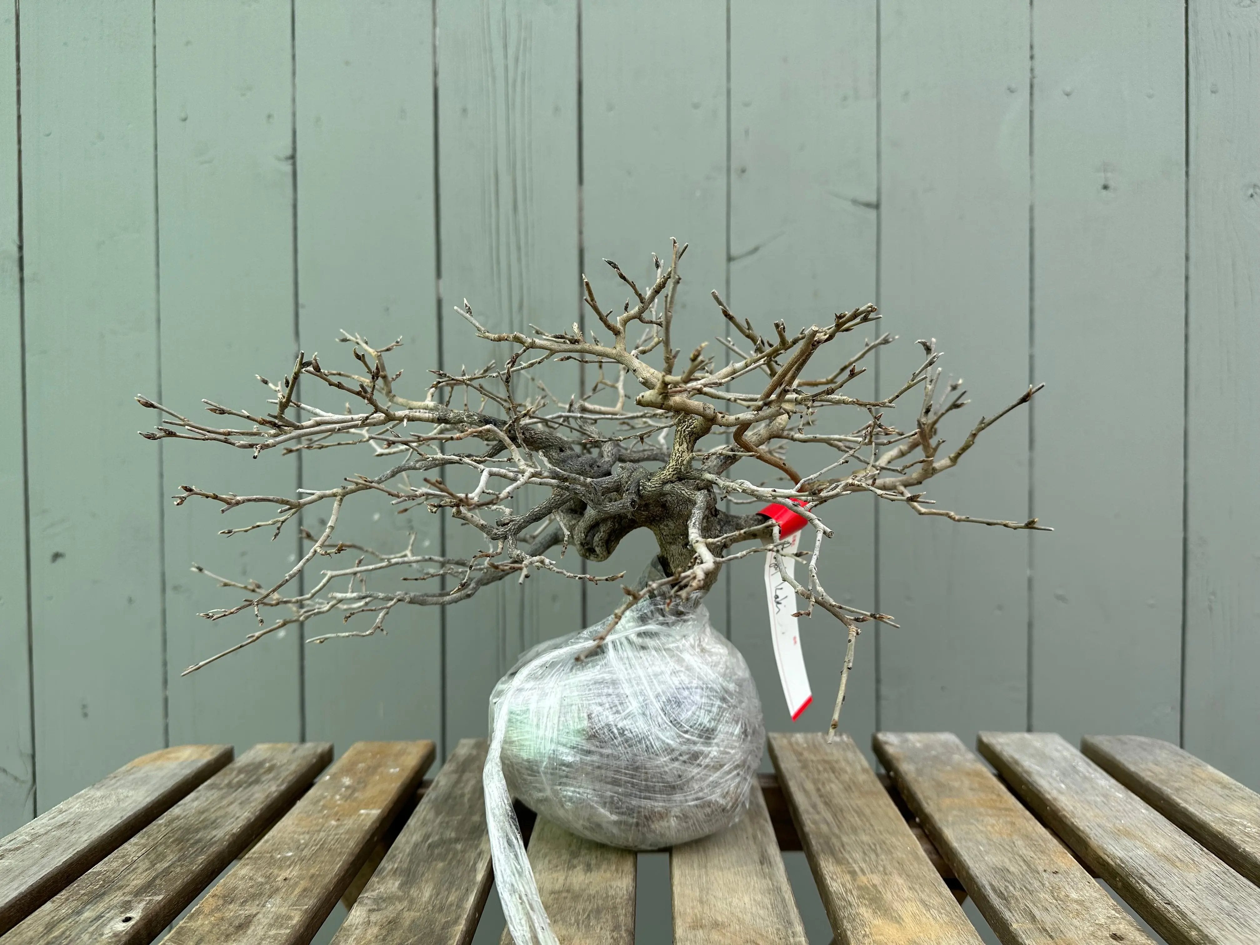 Princess Persimmon Canada Bonsai