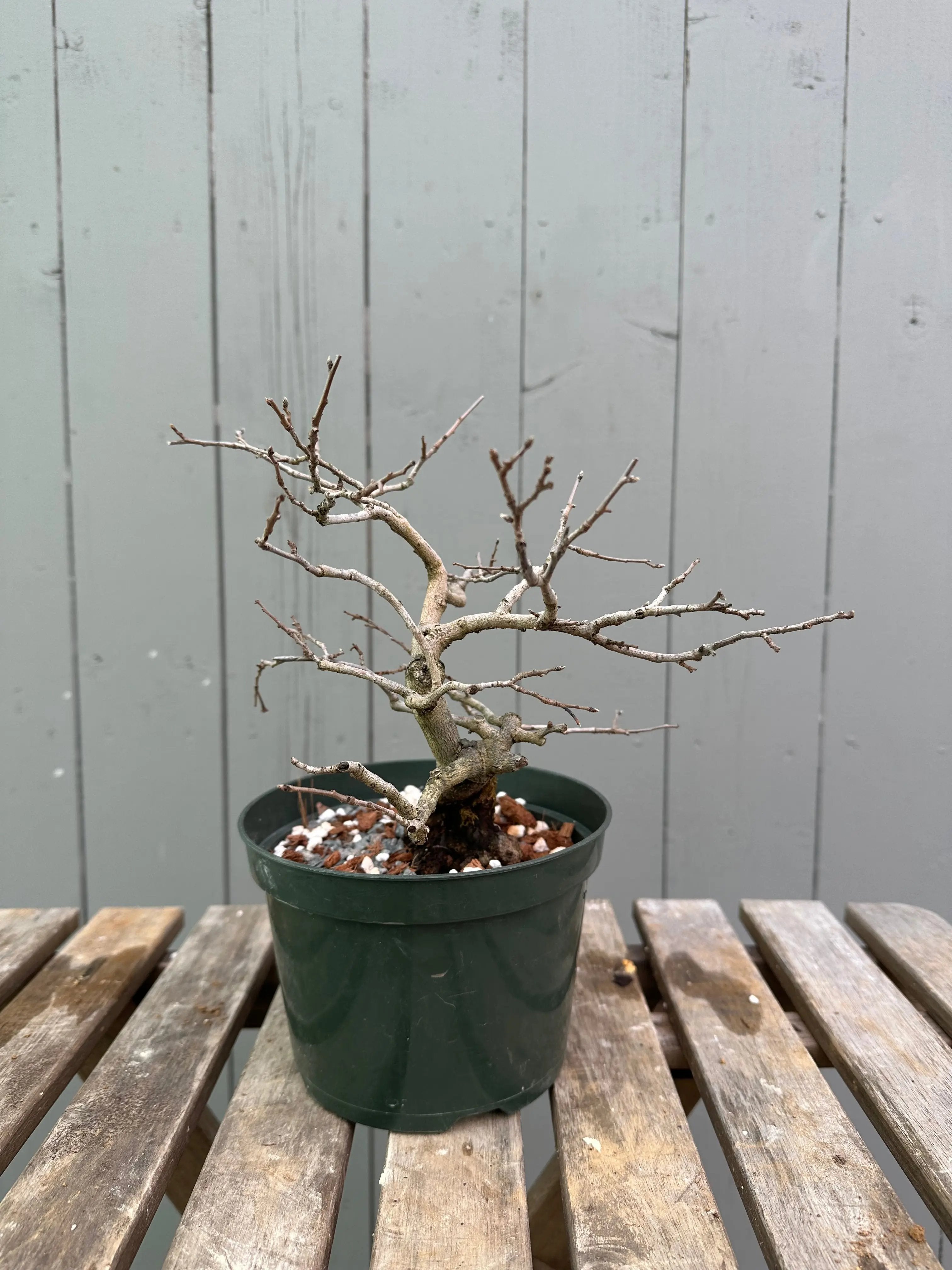 Princess Persimmon Canada Bonsai