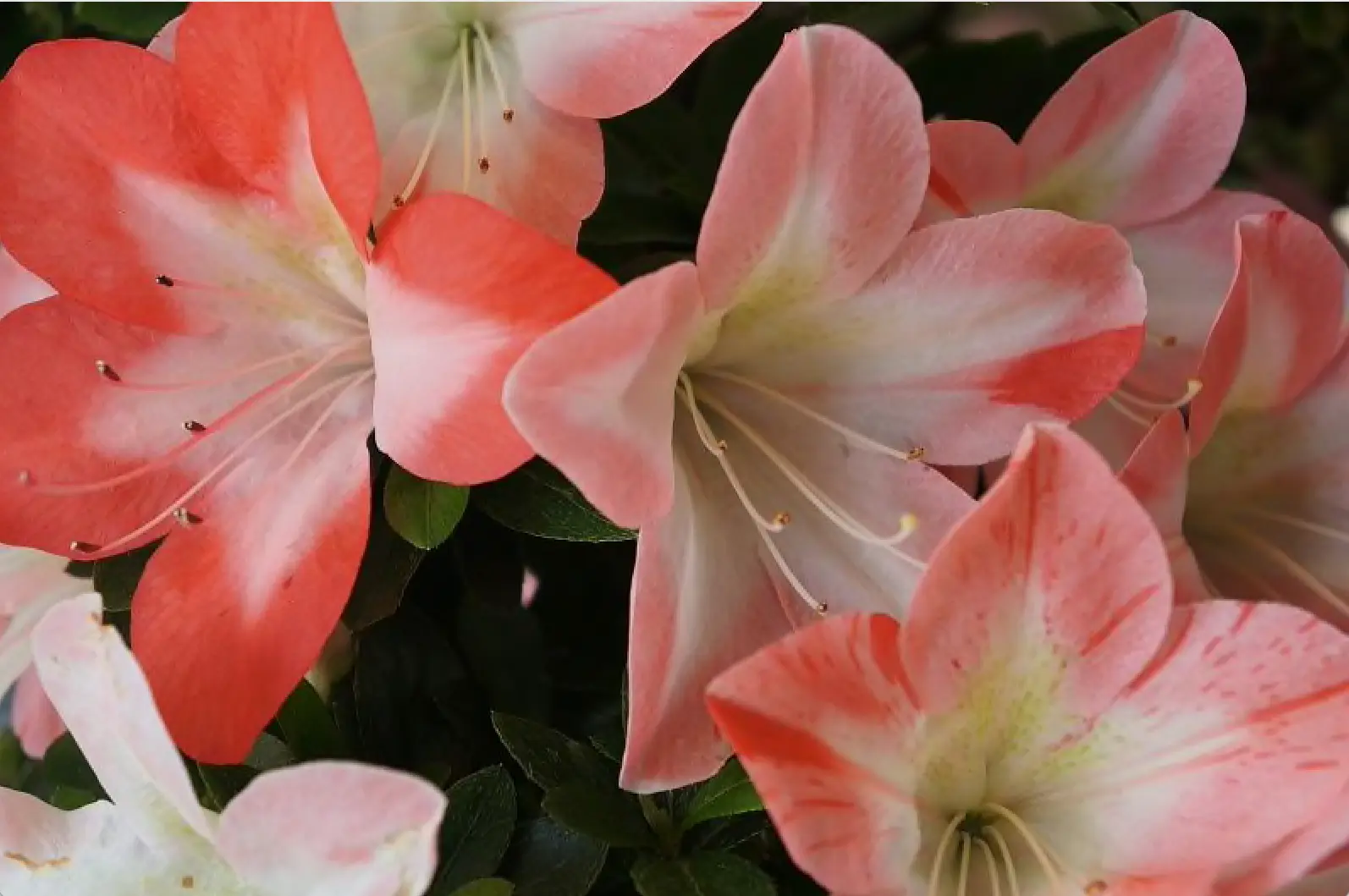 Satsuki 'Masatsuki' Canada Bonsai