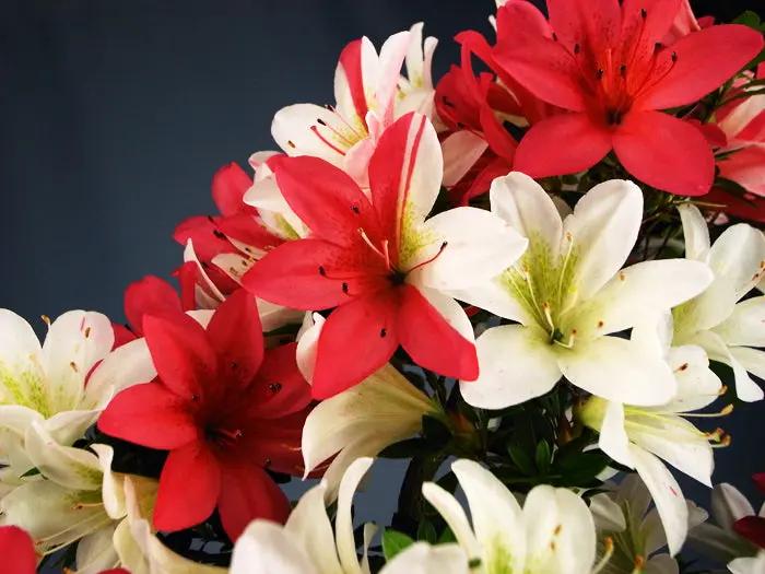 Satsuki 'Hanatsuzuri' Canada Bonsai