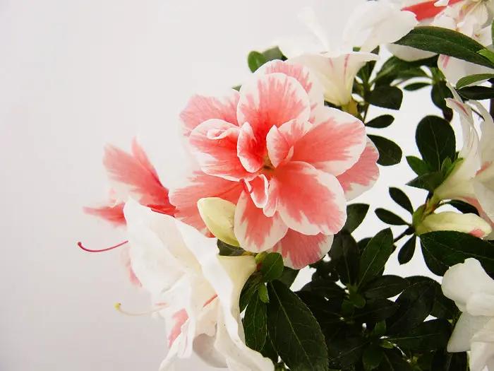 Satsuki 'Koto-no-mai' Canada Bonsai