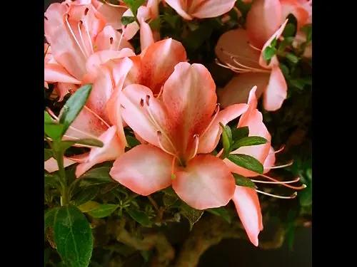 Satsuki 'Yata-no-kagami' Canada Bonsai