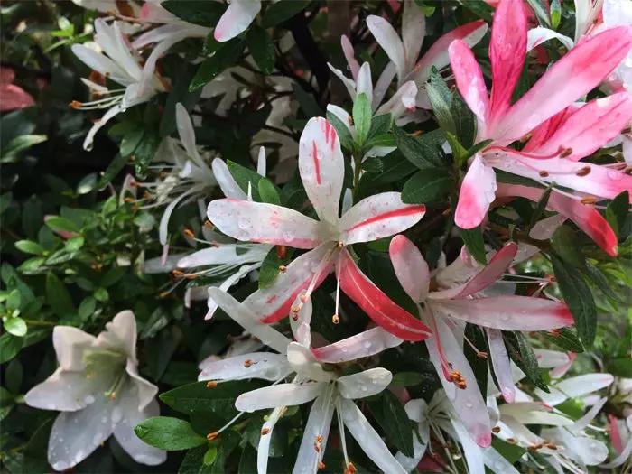 Satsuki 'Yumehanabi' Canada Bonsai