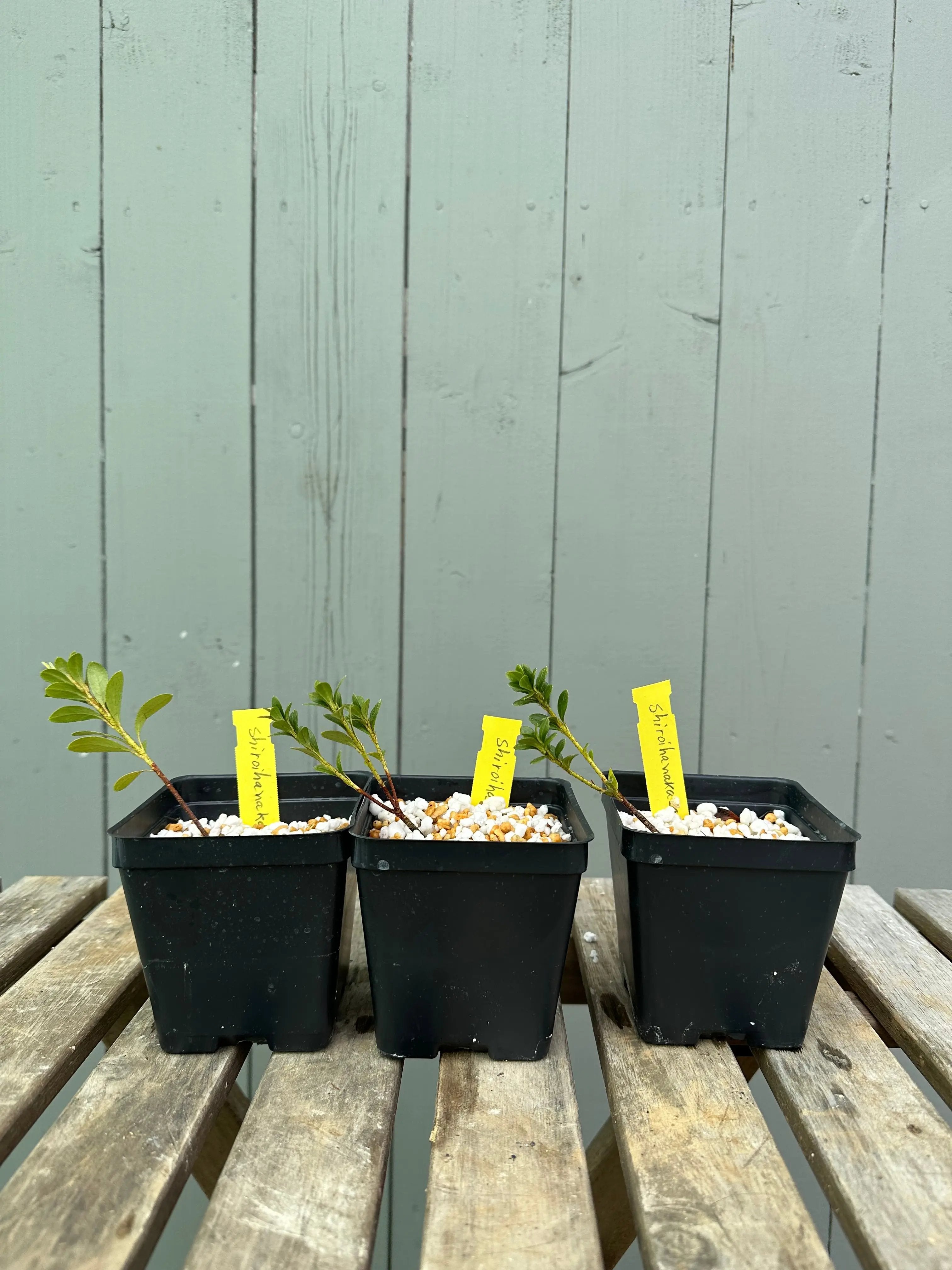 Satsuki Azalea 'Shiroihanakazari' Canada Bonsai