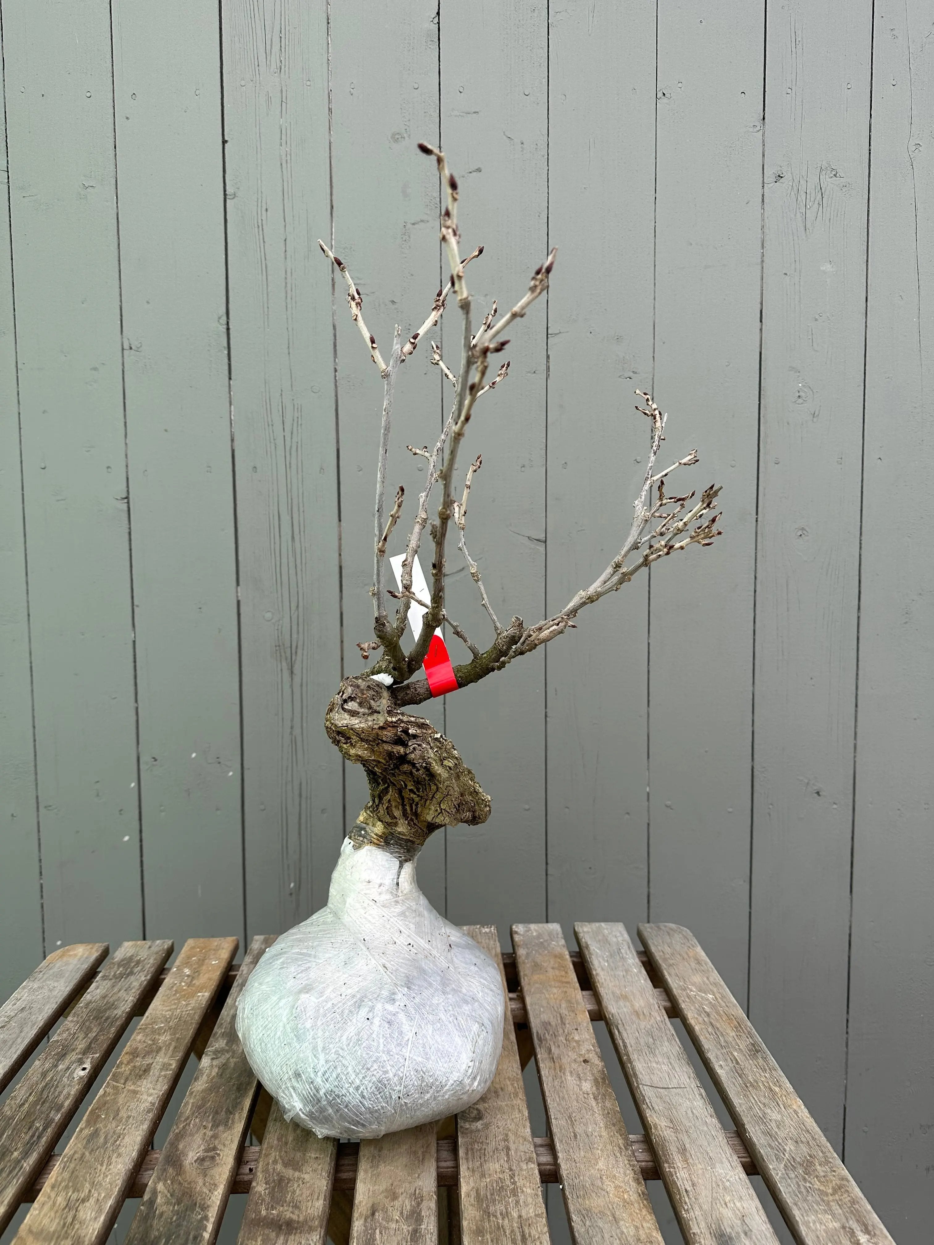 Wisteria floribunda (white) Canada Bonsai