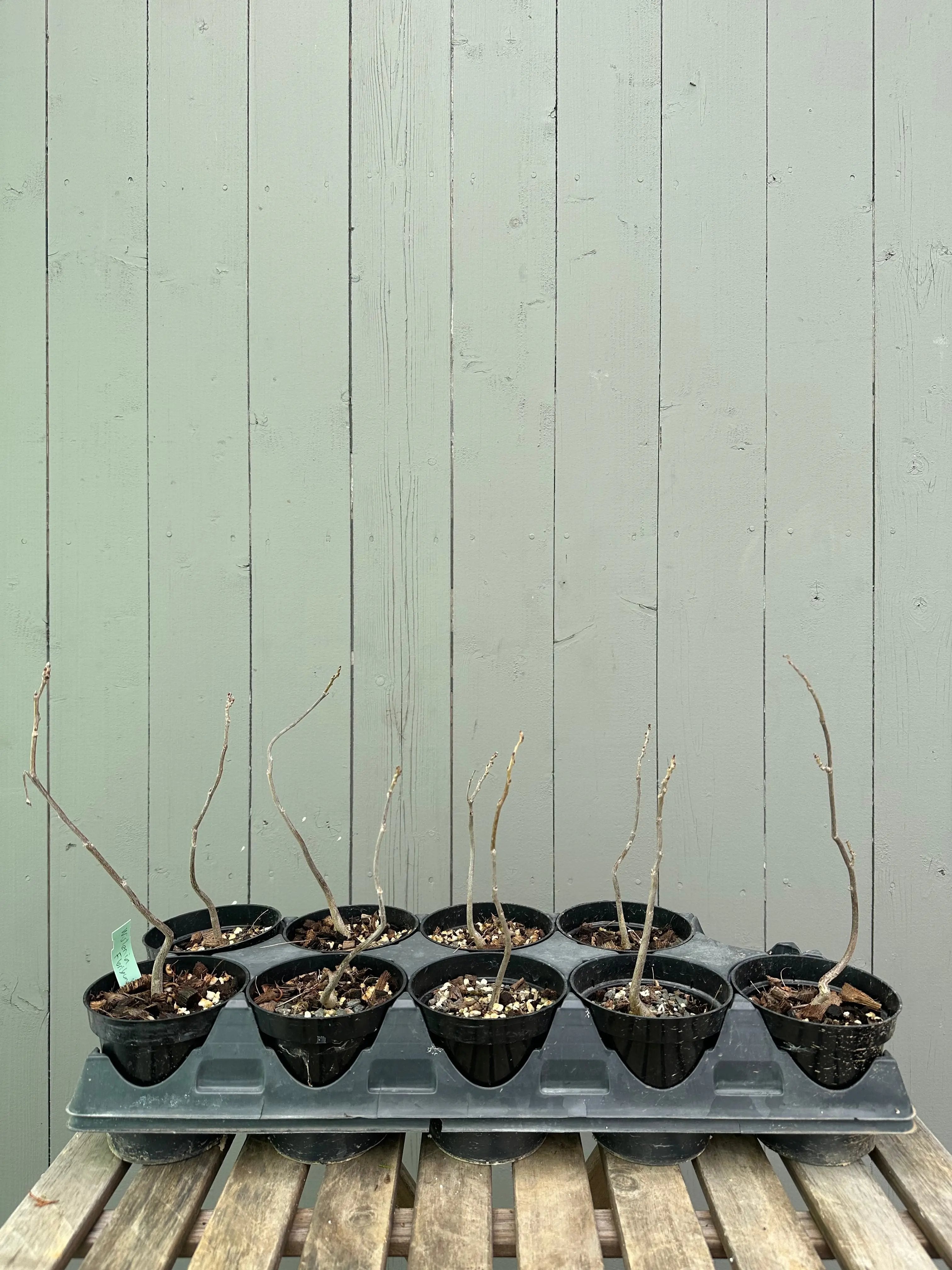 Wisteria F. (seedling) Canada Bonsai